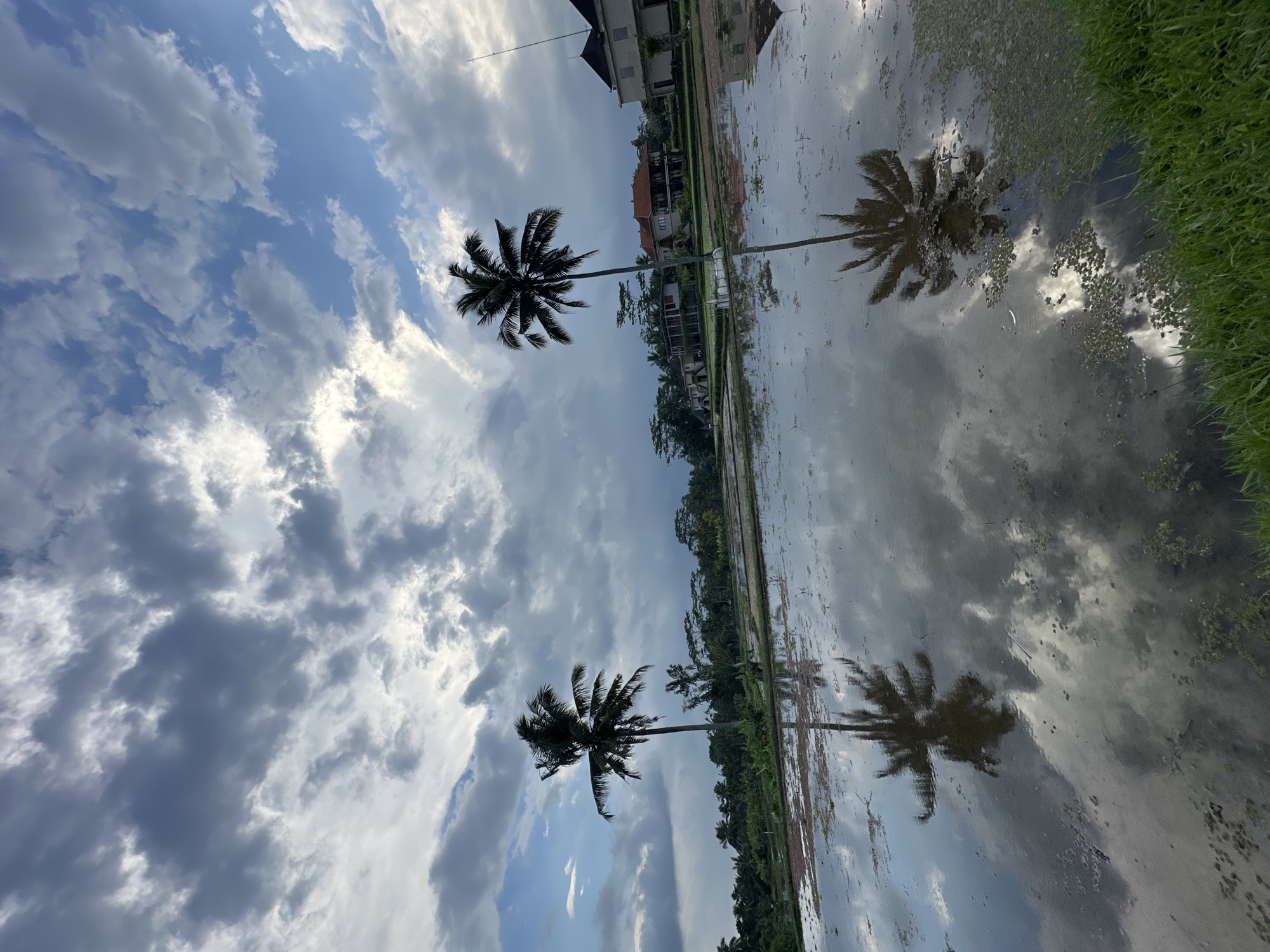 The image depicts a flooded rice paddy field in Ubud District, Indonesia, under a dramatic sky filled with both dark and light grey clouds interspersed with patches of blue. Two tall palm trees stand prominently in the midground, their reflections clearly visible on the calm surface of the water. In the background, several modern houses with tiled roofs are situated behind a line of lush green trees. The foreground shows a grassy edge to the paddy field.
