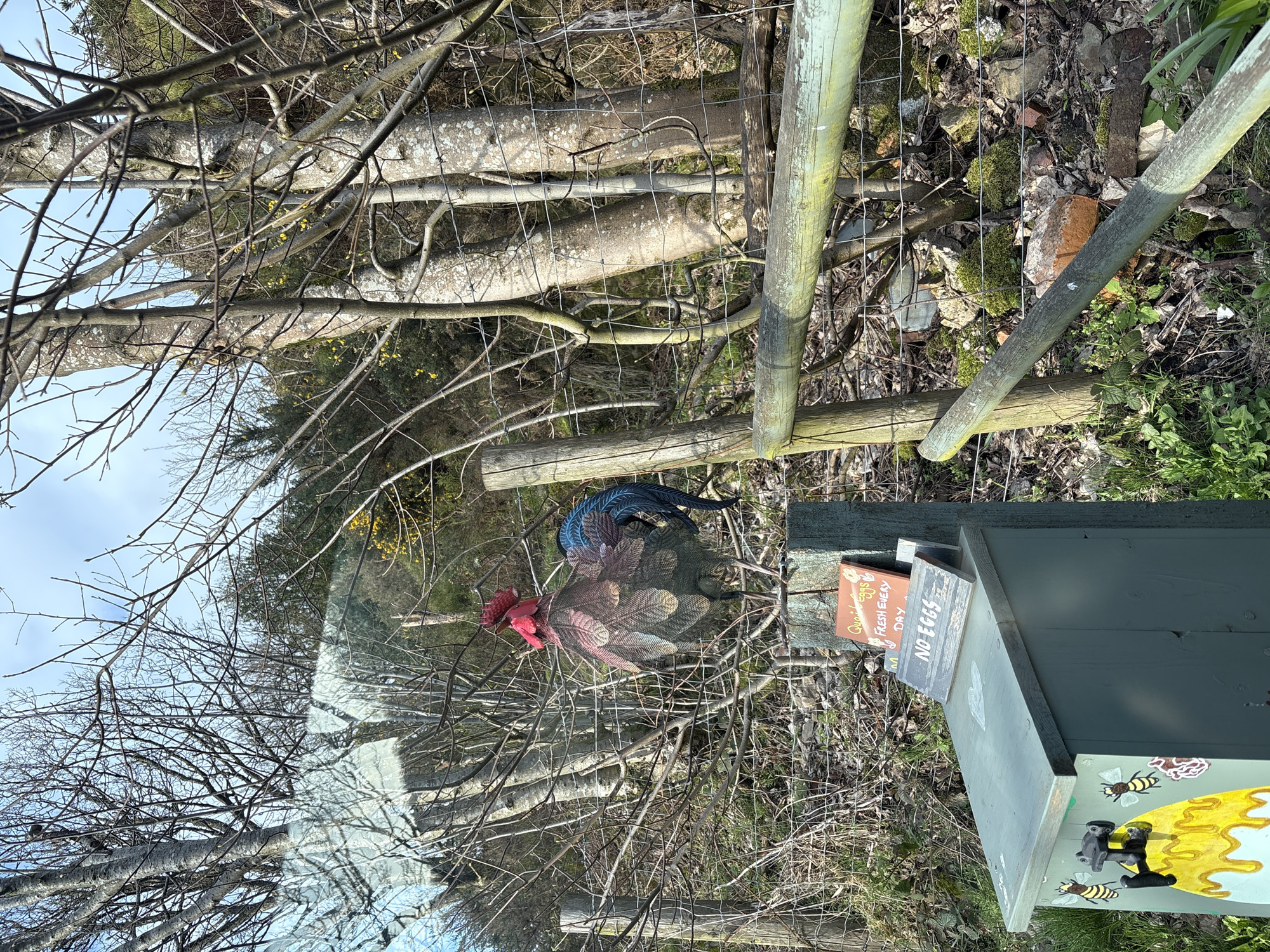 The image displays an outdoor, rural scene in Stiperstones, United Kingdom, under bright natural light. In the immediate foreground, a dark green wooden honesty box is present, adorned with a yellow dripping honey motif and black and yellow bee illustrations. Resting on its lid is an orange sign, partially visible, which states "Quail Eggs FRESH EVERY DAY." Directly in front of this, a smaller, rectangular wooden sign clearly reads "NO EGGS." To the right of the honesty box, a large metallic rooster sculpture stands prominently on a thick wooden fence post. The rooster exhibits a red comb, a dark body with textured feather details, and a blue tail.
A wire mesh fence spans the midground, supported by several upright wooden posts. Behind this, numerous deciduous trees with bare, skeletal branches and light grey bark dominate the scene, suggesting winter or early spring. Interspersed among these are areas of darker green evergreen vegetation and scattered patches of yellow flowering plants, possibly gorse. The ground beneath the trees and fences consists of dry leaves, sparse green grass, mossy patches, and scattered debris, including fragments of red brick. A light blue sky with some white cloud cover is visible in the upper portion of the frame. Reflections consistent with a vehicle window are present across the upper left section of the image.