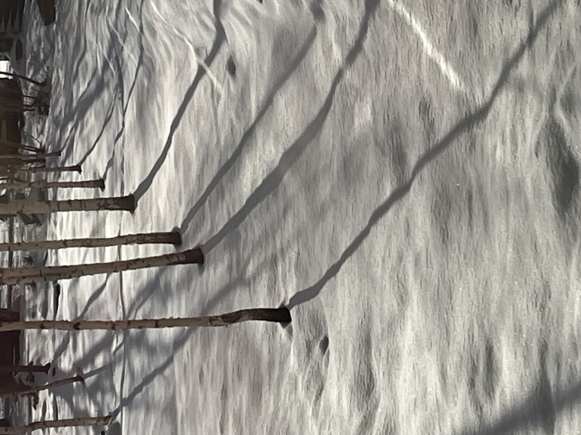 The image shows a snowy ground with elongated shadows, likely cast by trees or other objects. Several sticks or branches are visible, emerging from the snow. The texture of the snow appears uneven, with various ridges and depressions. The location is unspecified.