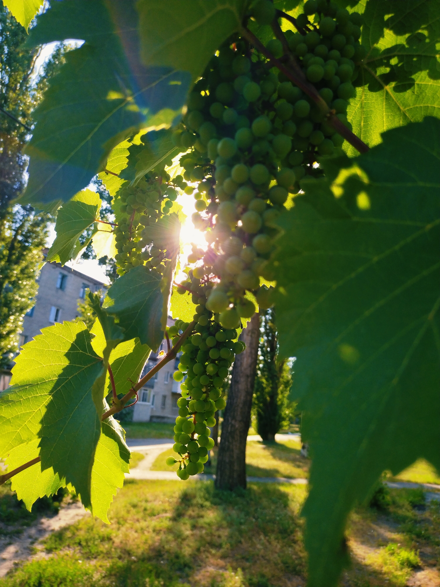 A close-up shot captures a cluster of unripe green grapes hanging from a vine, illuminated by bright sunlight filtering through large, vibrant green leaves. The sun's rays create a lens flare effect, with visible light streaks. In the background, a multi-story apartment building with light-colored walls and visible windows stands amidst trees and a grassy area. The overall scene suggests a residential outdoor setting in a city. This image was captured in Horishni Plavni, Ukraine, on a sunny day, likely during the late afternoon given the angle of the sun.