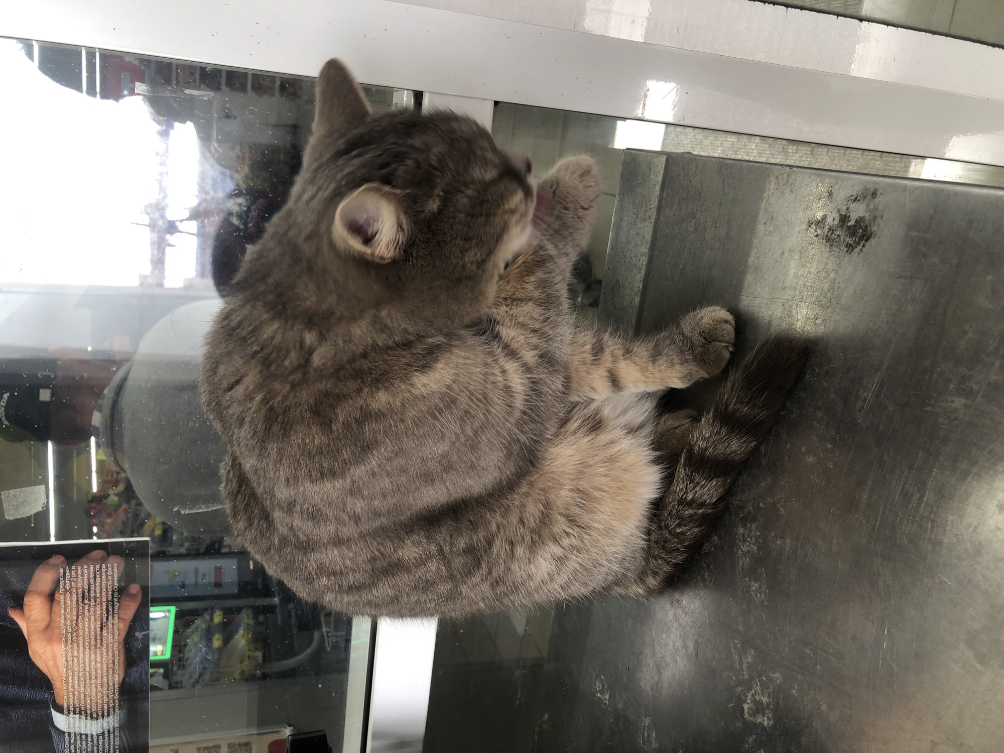 A grey tabby cat is perched on a metal surface, possibly a counter or table, inside a building with a glass partition. The cat is grooming itself, licking its paw. In the reflection of the glass, a person's hand holding a printed paper can be seen, along with shelves and products in the background. The printed paper appears to be a promotional discount. The location appears to be a store based on the promotional materials and shelved goods.