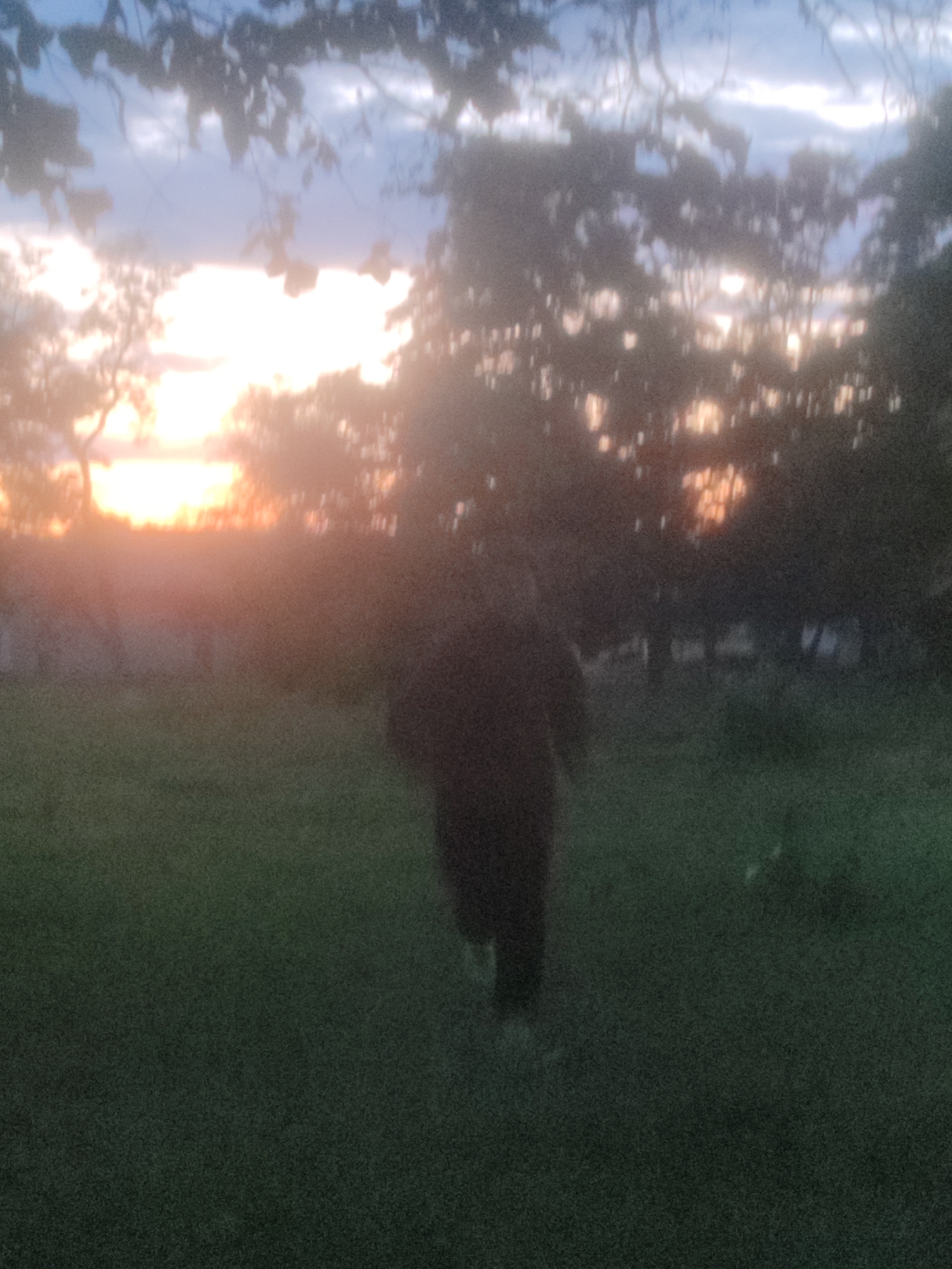 A person is walking away from the camera in a grassy field. The setting sun is visible in the background, casting a warm glow through the trees. The sky is a mix of blue and orange hues, with some clouds. The image is slightly out of focus, giving it a dreamlike quality.