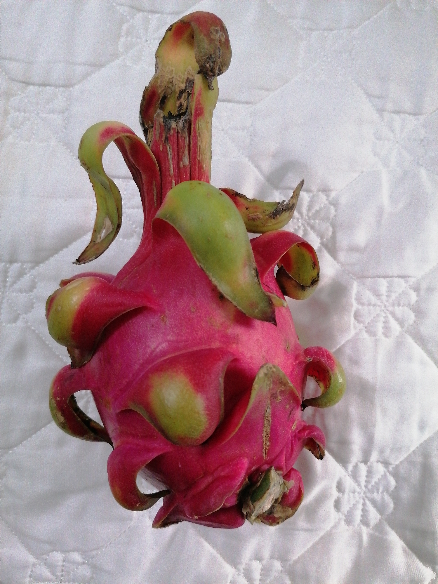 The image displays a single, ripe dragon fruit, also known as pitaya, placed on a white, quilted fabric surface. The fruit is the primary subject, dominating the center of the frame.
The dragon fruit exhibits a striking fuchsia-pink skin with prominent, scale-like appendages (bracts) that are tipped with green. Some of these green tips show signs of slight browning and drying, suggesting the fruit's maturity. The stem end of the fruit appears somewhat withered and discolored, featuring areas of dark brown and black. The overall texture of the fruit's skin appears smooth beneath the scales.
The background consists of a soft, white quilted material. The quilting pattern is visible, featuring interconnected diamond shapes with subtle, embossed floral or star-like patterns at various intersections. This soft, textured surface provides a neutral backdrop, making the vibrant colors of the fruit stand out.
No activity or event is taking place; the image is a static still life. There are no people visible. The lighting is even and soft, suggesting an indoor setting. Time of day and weather conditions cannot be determined from the image. No visible text is present. The setting is consistent with an indoor environment, such as a home, within Bai Chay Ward, Vietnam.