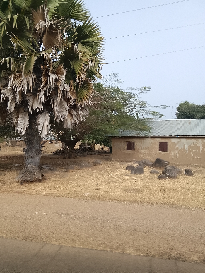 The scene depicts a dry, rural landscape in Jibam, Nigeria. In the immediate foreground, a light brown dirt path or road is partially visible. Dominating the left midground is a mature palm tree with a thick, greyish-brown trunk and numerous fronds, many appearing desiccated and pale tan. To the right of the palm tree, a single-story building constructed with light brown, rough-textured walls and topped with a corrugated metal roof is visible. This structure features two small, dark brown rectangular shutters or windows. Scattered on the dry, yellowish-brown ground directly in front of the building are approximately eight dark, irregularly shaped rocks. In the background, sparse trees with some green foliage and dry undergrowth obscure further structures. The upper portion of the image displays a clear, light blue sky with three parallel utility lines traversing horizontally. No individuals or direct actions are present in the frame.