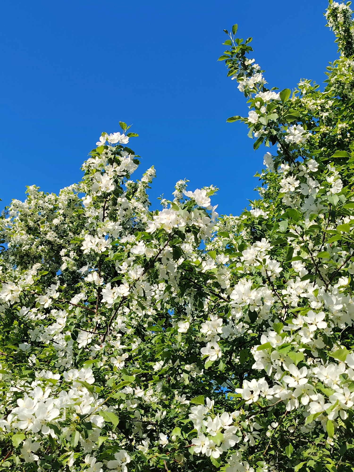 The image depicts a tree in full bloom with white flowers and green leaves against a clear, bright blue sky. The dense foliage and blossoms dominate the lower portion of the frame, with branches reaching upwards. The location is the city of Chaikovsky, Russia.