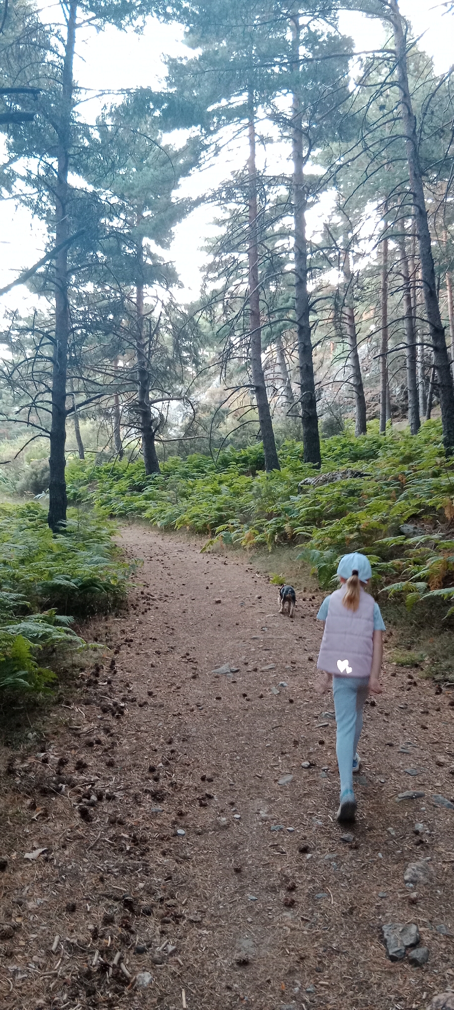 An outdoor, eye-level, full shot captures a girl and a small dog walking away from the camera on a dirt path in a forest. The girl, wearing a light blue baseball cap, a light pink quilted vest, and light blue pants, walks in the foreground. The vest has two white heart-shaped reflective elements. Her blonde hair is pulled back in a ponytail. To her left and slightly ahead, the small, dark-colored dog, possibly a terrier mix, walks on the path. The path is covered with pine needles and pine cones, and is flanked on both sides by lush green ferns. Tall, slender pine trees with sparse branches and needles dominate the background, with a bright sky visible through the canopy. The scene suggests a peaceful walk in nature. The location is identified as Cerezo de Arriba, Spain.