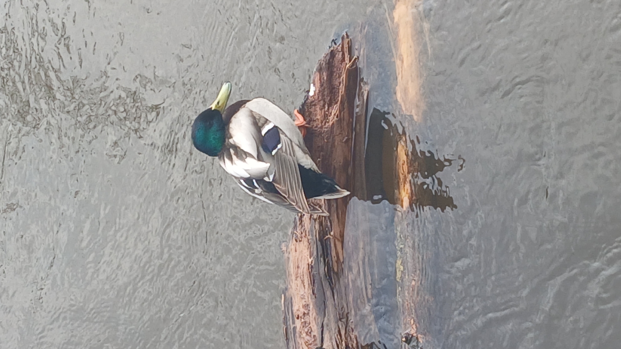 A male mallard duck stands on a log in the water. The duck is predominantly gray and white with black and blue accents on its wings. Its head is iridescent green, and it has a yellow bill. The log is brown, and water surrounds it. The water is gray with ripples. The location is not specified, and the city of Izhevsk, Russia, is not evident in the image.