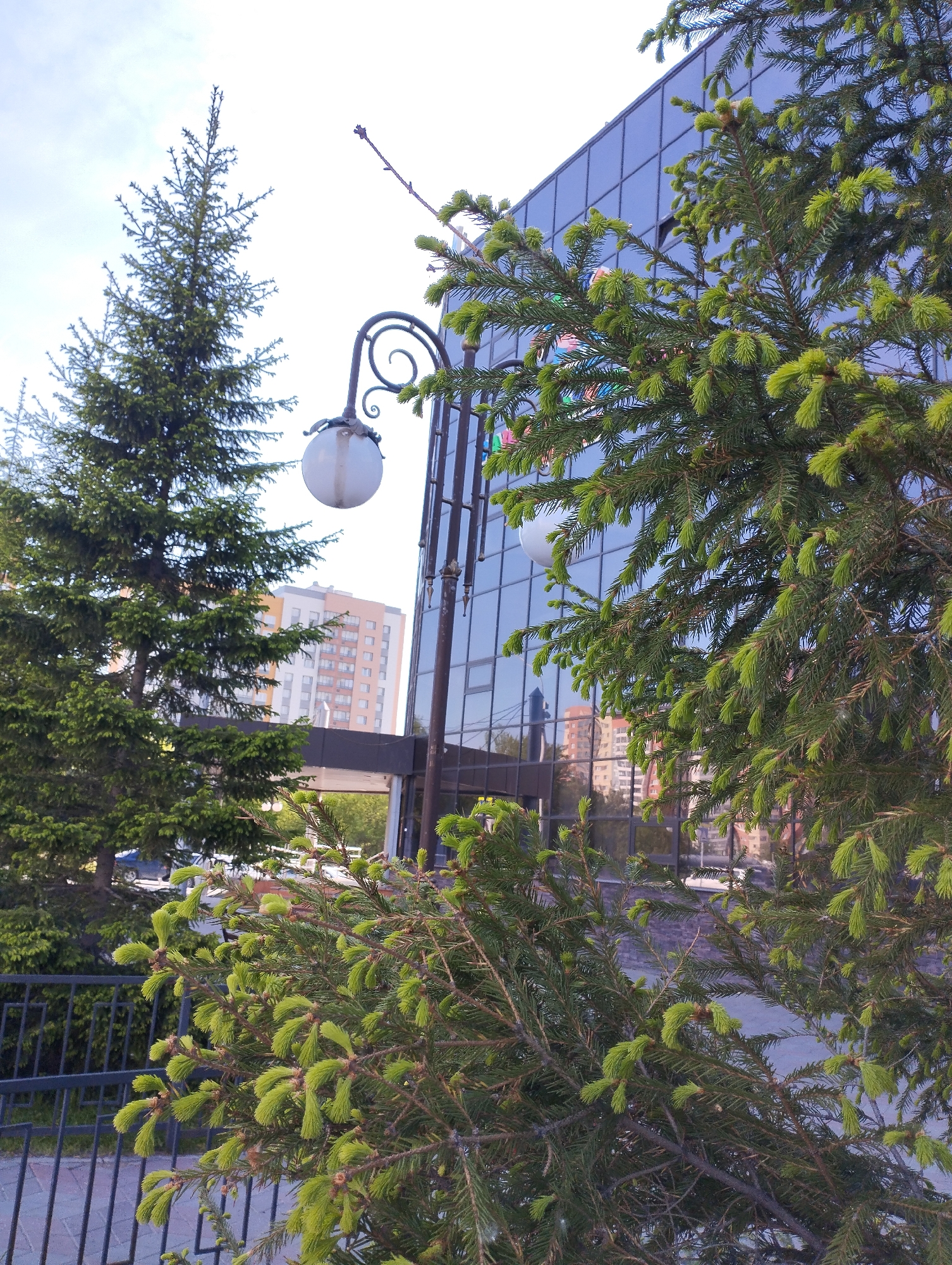 The scene is an outdoor shot taken in Novosibirsk, Russia, featuring a blend of natural and urban elements.
In the foreground, there is a spruce tree with vibrant green new growth, obscuring part of the view. Behind it and to the left, a second, more mature spruce tree stands tall. An ornate street lamp with a globe-shaped light fixture is positioned between the two trees.
A modern building with a mirrored facade dominates the background, reflecting the surrounding cityscape. The reflection shows glimpses of another building and the sky.
A section of metal railing is visible at the bottom of the frame, suggesting a pathway or walkway.
The sky is partly cloudy and the light is soft. The overall atmosphere is tranquil and suggests a spring or early summer day.
