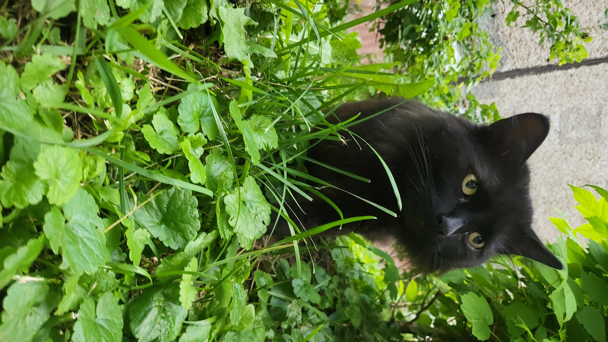 A black cat with yellow eyes sits in lush green grass and foliage. The cat is looking towards the right side of the frame. In the background, a weathered, light-colored concrete wall is partially visible. The image appears to be taken outdoors, possibly in a backyard or garden setting. The location is not specified within the image itself.
