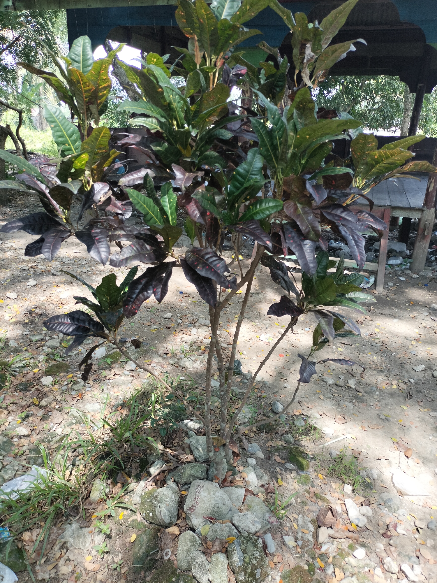 This image depicts a croton plant with variegated leaves, predominantly in shades of green, burgundy, and yellow. The plant is situated outdoors, surrounded by a dry, rocky ground surface with scattered dry leaves and some patches of green grass. In the background, a rustic wooden structure, possibly a shelter or a stall, with a dark blue roof is visible. The lighting suggests it is daytime, with shadows cast by the plant and the structure. The overall scene appears to be in a rural or semi-rural setting within the city of Seuneubokpeunteut, Indonesia, judging by the natural vegetation and the simple construction of the background elements. There are no people or animals visible in the image.