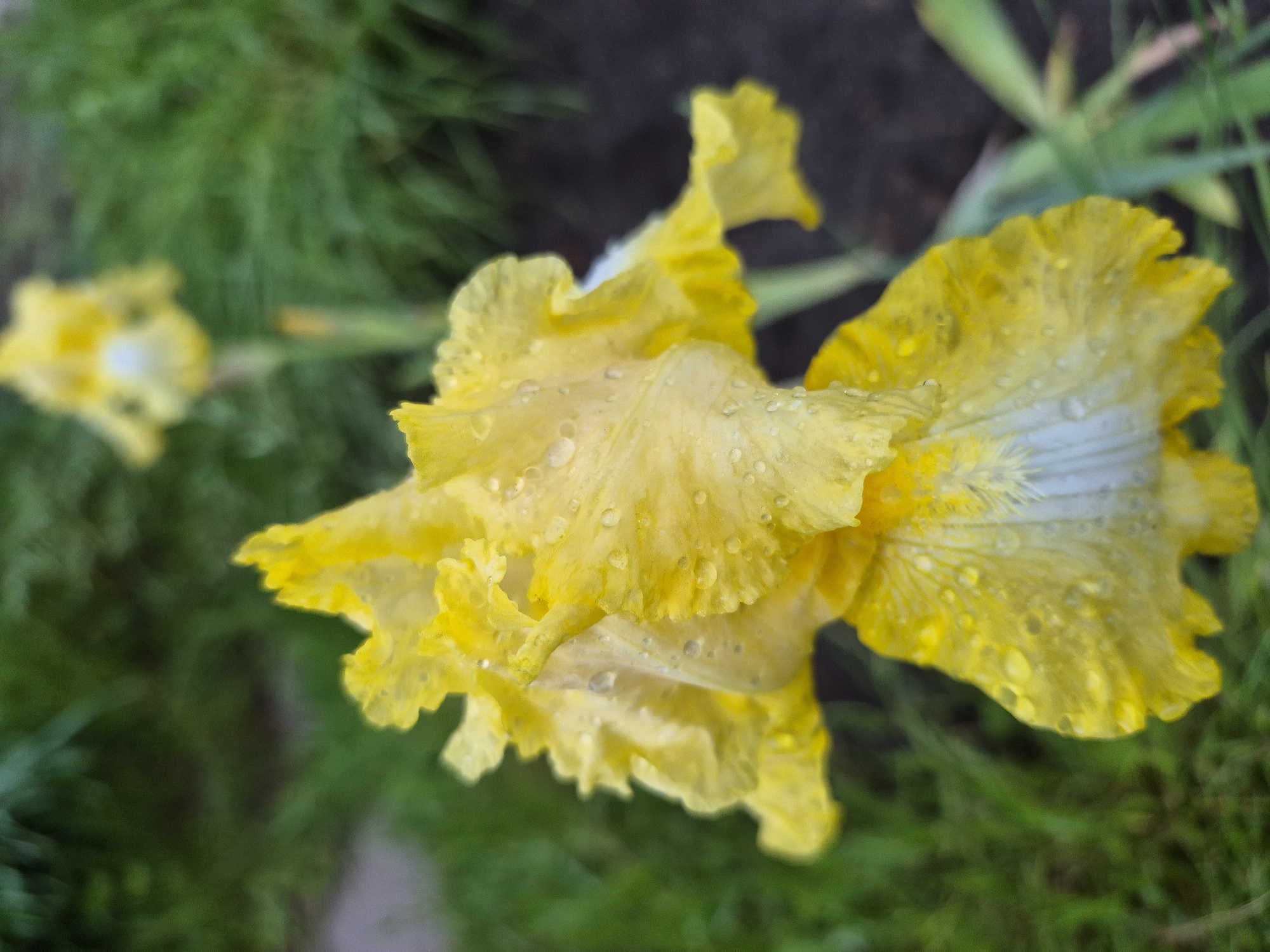The image presents a detailed, close-up view of a single, vibrant yellow iris flower, located in Hlevakha, Ukraine. The flower's petals are covered in numerous clear water droplets, suggesting recent rain or dew. The upper petals, or "standards," are a bright, uniform yellow with a ruffled texture. The lower petals, or "falls," feature a lighter, almost white or pale yellow stripe at their base, transitioning to a rich yellow further out. A subtle, textured "beard" is visible in the lighter section of the falls. The background is significantly out of focus, consisting of indistinct green foliage on the left side and a dark, brownish-black area of exposed soil or mulch on the right. Another blurred yellow iris flower is visible in the upper background, positioned slightly off-center to the right. No individuals, animals, or artificial structures are discernible. The scene is illuminated by diffused natural light.