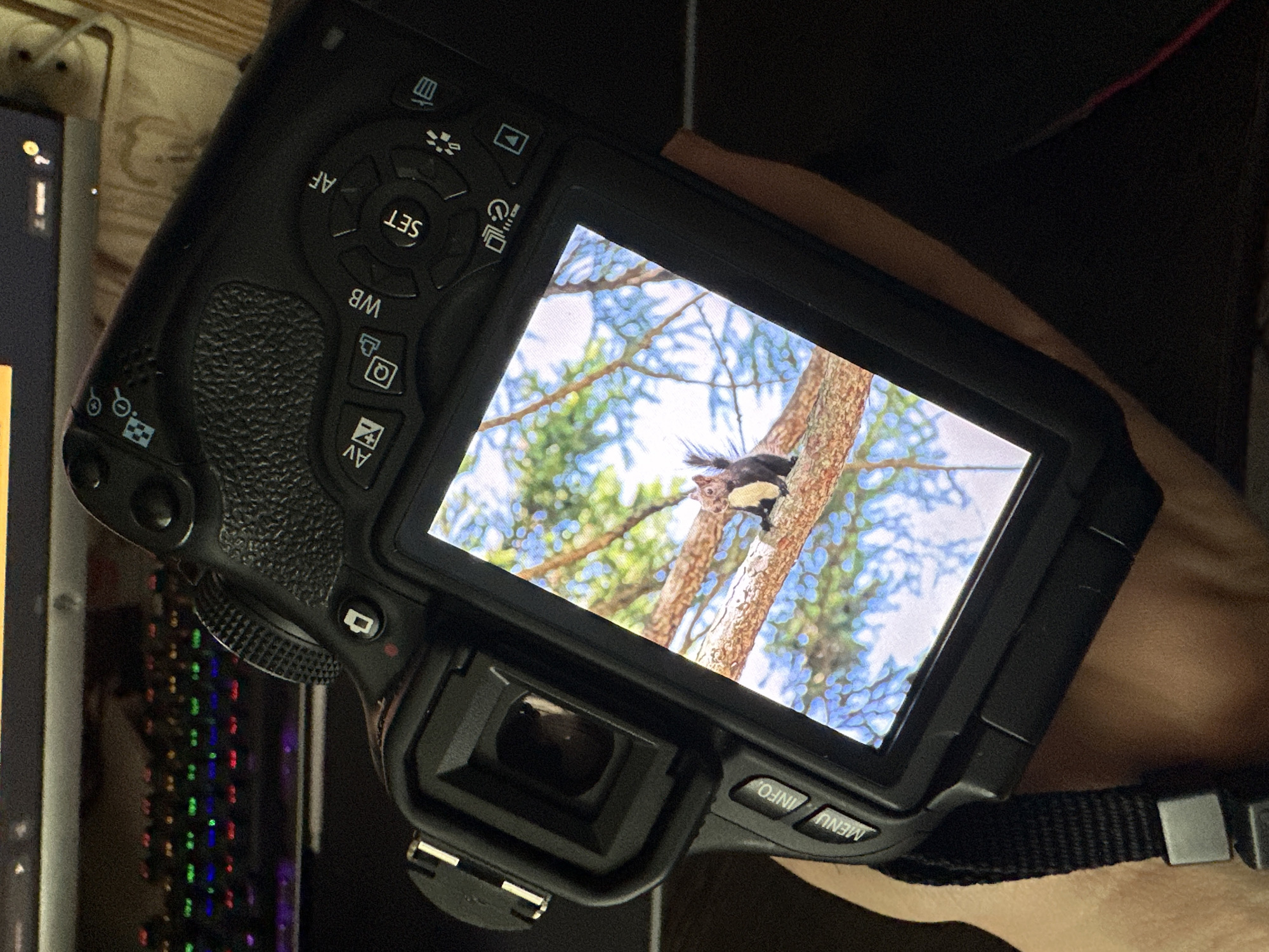 The image shows the back of a black DSLR camera, held by a person's hand and arm. The camera's LCD screen displays a photograph of a squirrel perched on a tree branch, with a blue sky and green foliage in the background. The camera has various buttons and a dial visible on its body. The scene appears to be indoors, with a computer keyboard visible in the upper left background, suggesting the person is at a desk. No specific location in Dachnoye, Russia, can be identified from the image itself.