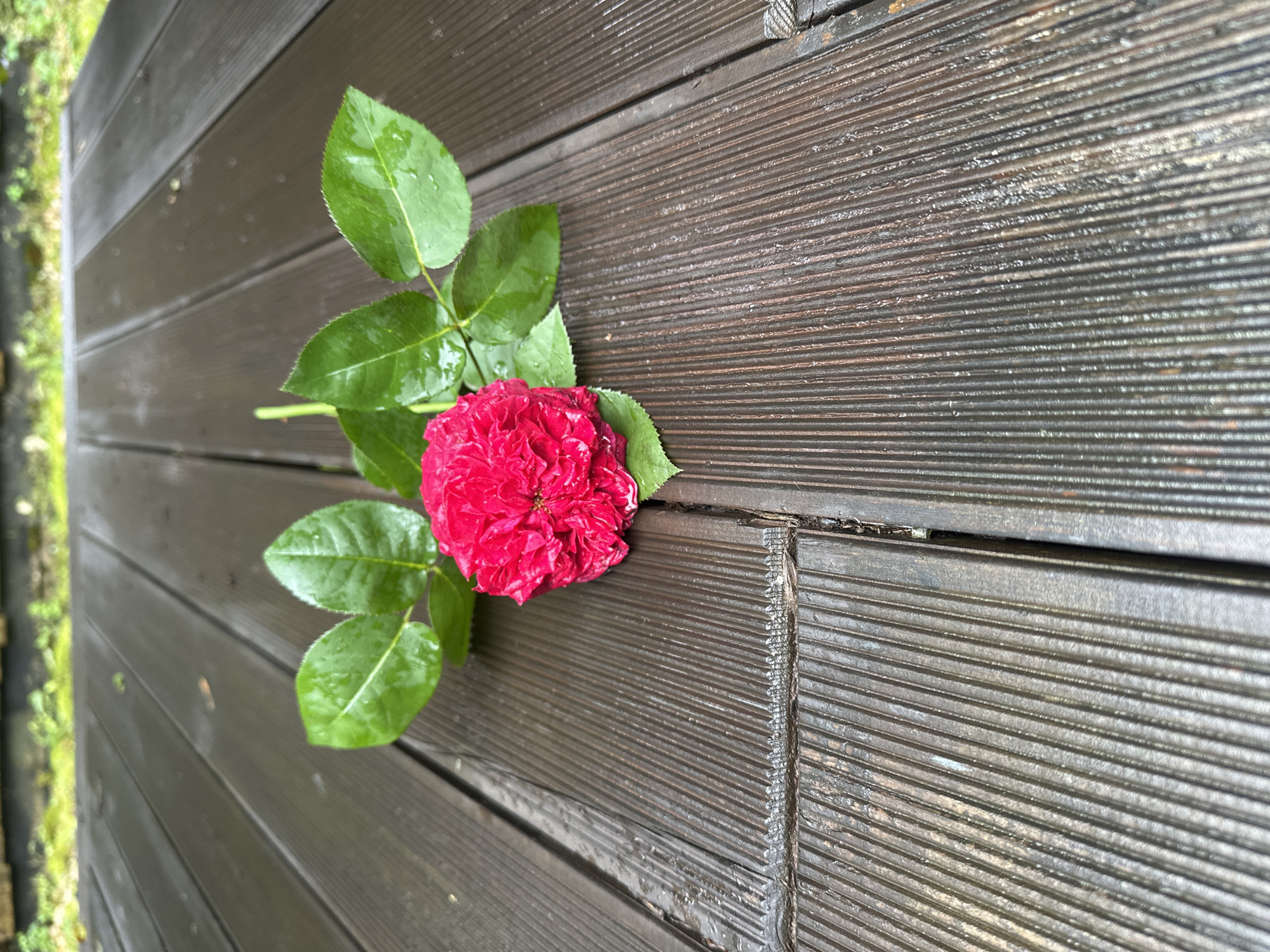 A single red rose with green leaves rests on a wet, dark wooden deck. The deck is constructed of planks with a grooved texture, and the planks are laid parallel to each other. The rose is positioned in the center of the frame, with its stem and leaves fanning out behind it. The lighting suggests an overcast day, and water droplets are visible on the rose petals and leaves, as well as on the deck. In the background, out of focus, is a strip of green grass and what appears to be the edge of a building or structure. The image captures a simple, natural scene, possibly in a garden or outdoor living space.