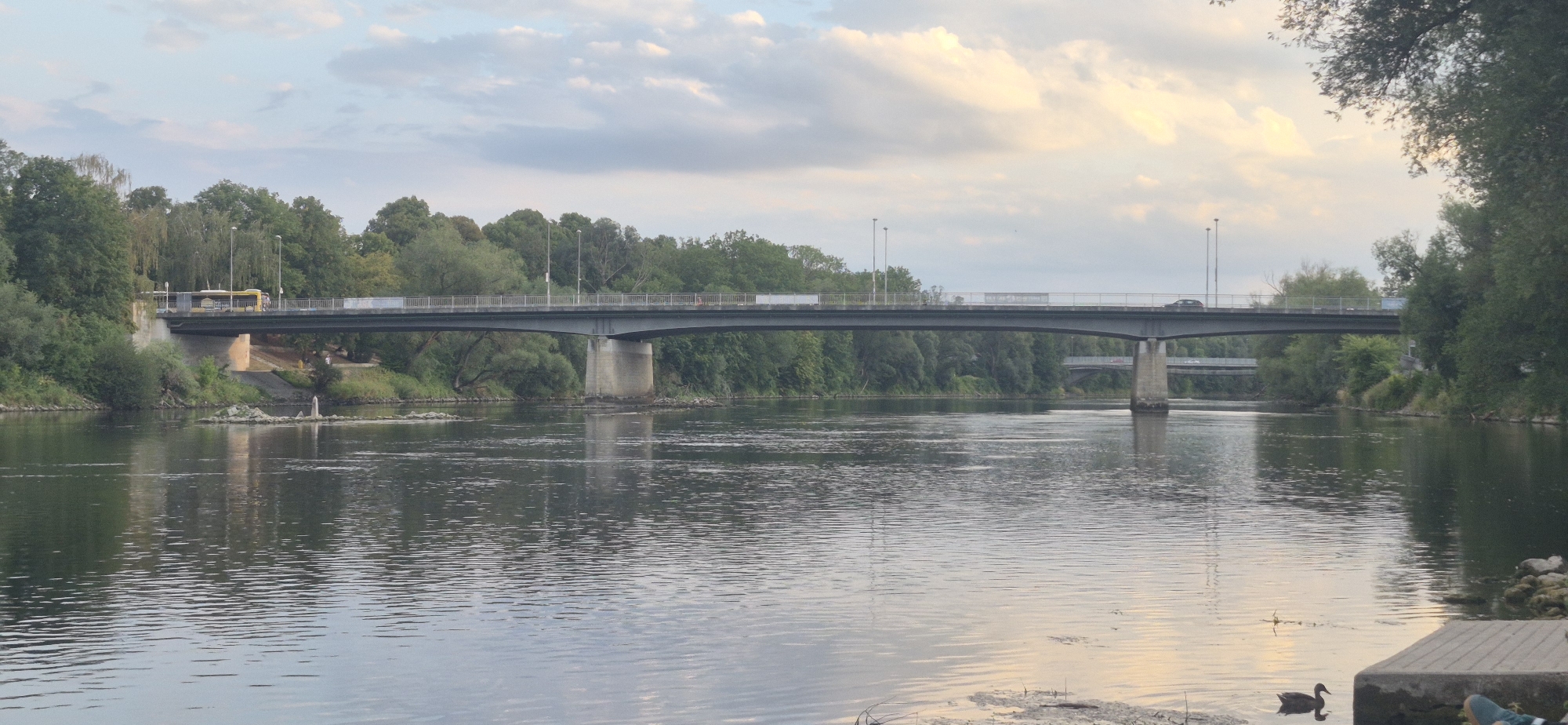 The image captures a serene view of the Danube River in Ingolstadt, Germany, during what appears to be late afternoon or early evening. A prominent concrete bridge spans the river, carrying traffic. On the bridge, a yellow bus is visible on the left side, and a car is seen on the right. The bridge is supported by sturdy concrete pillars that rise from the riverbed.
The river itself is calm, with gentle ripples reflecting the sky and the surrounding greenery. Small rocky outcrops punctuate the water, with a single white marker or post standing on one of them. The riverbanks are lined with lush, dense trees, creating a verdant backdrop.
In the foreground, the river's surface is mostly smooth, with some floating debris or organic matter visible. To the right, a concrete embankment or walkway extends into the water. A duck is swimming in the river, adding a touch of wildlife to the scene. The sky above is a mix of pale blue and soft, diffused clouds, with hints of warm light suggesting the sun is low on the horizon. Another, more distant bridge can be seen further down the river, partially obscured by trees. The overall atmosphere is peaceful and tranquil.