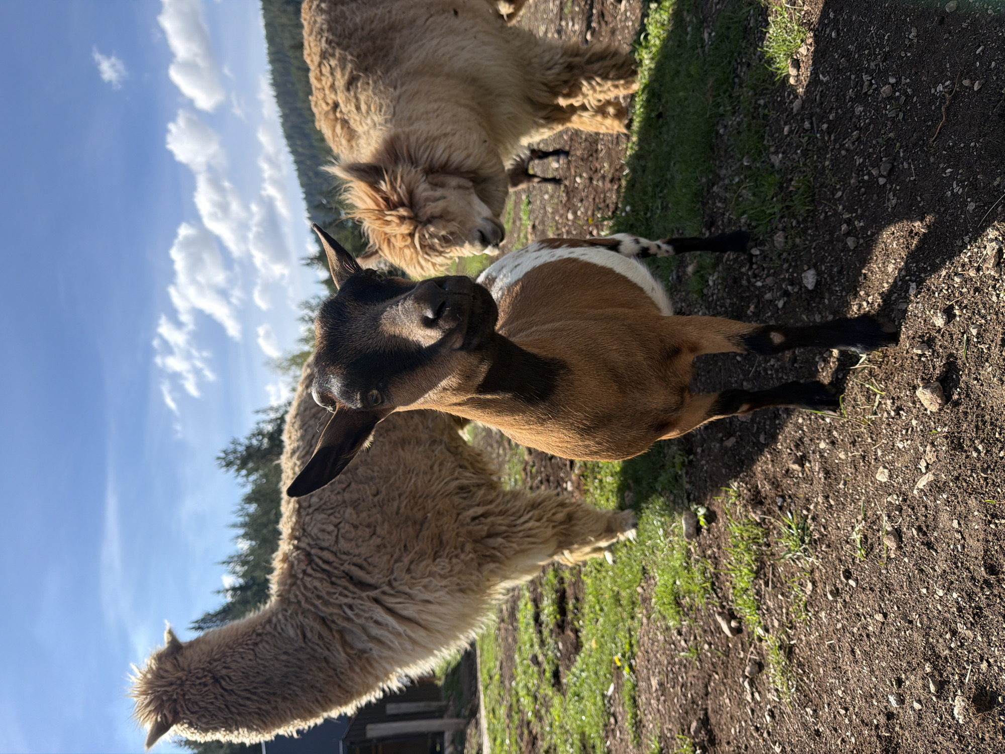 The scene depicts a goat and two alpacas in an outdoor setting near Njegovuđa, Montenegro. The goat, with a black head and brown body with white spots, is positioned prominently in the foreground. Two alpacas are standing behind the goat. The ground is a mix of soil and grass. The background includes a forest and a partly cloudy sky.