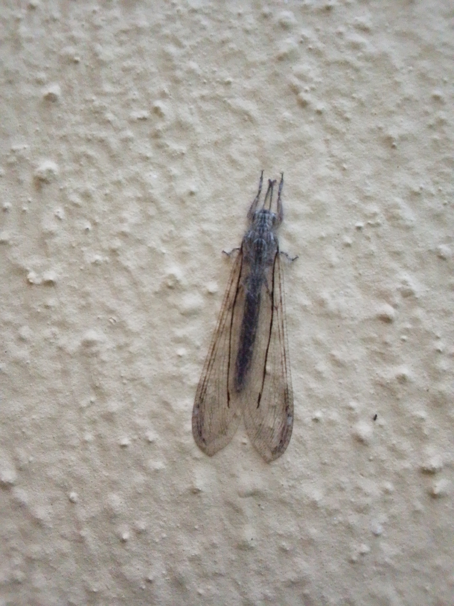A long-bodied, winged insect rests on a textured, light-colored wall. The insect is gray and black, with delicate, veined wings spread out. The wall is uneven, with small bumps and indentations. The lighting is even, with no strong shadows. The image was taken outdoors in Serti, Nigeria.
