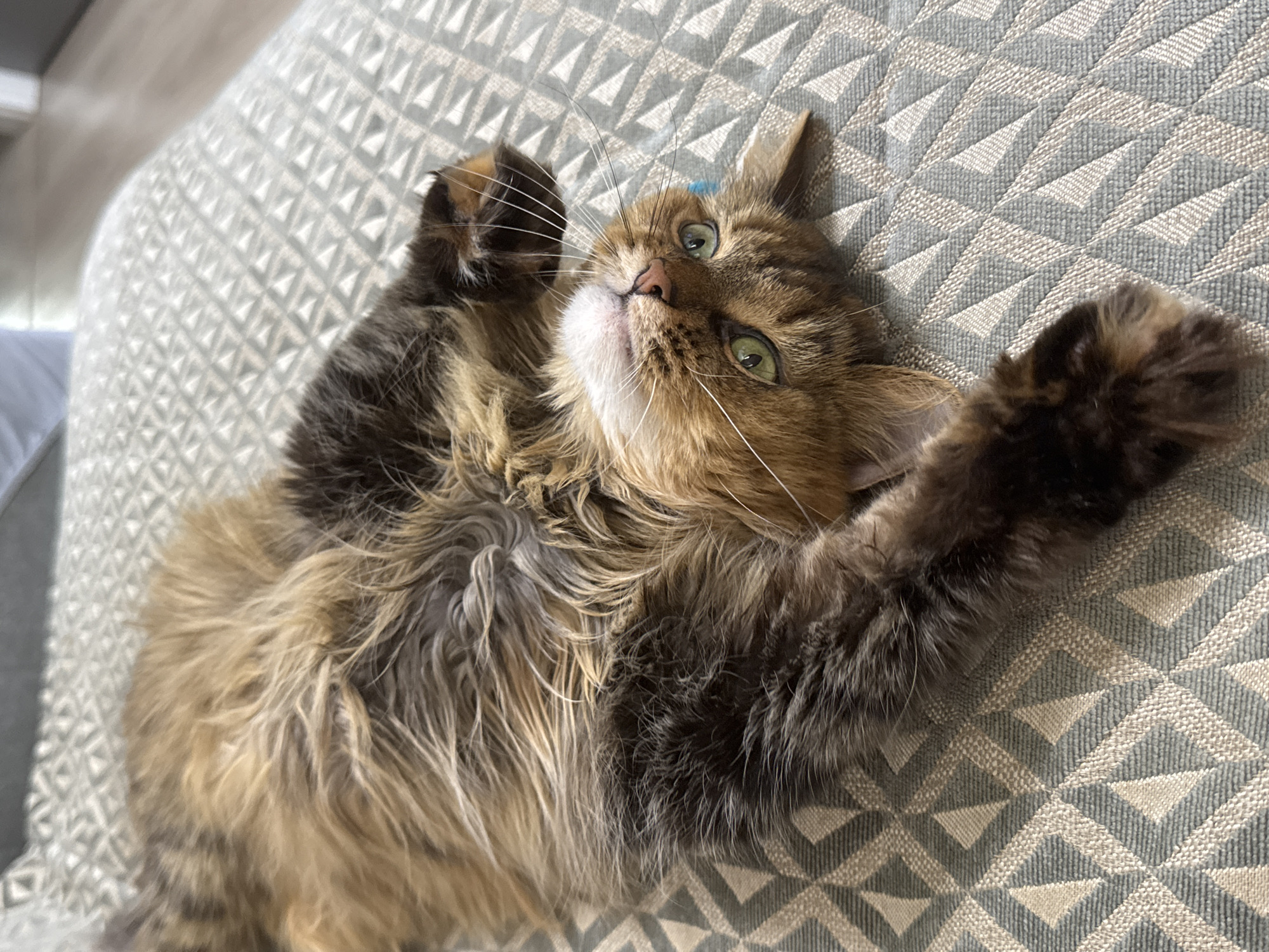 The image shows a long-haired cat lying on its back on a patterned sofa. The cat has green eyes and a pink nose. Its fur is a mix of brown, black, and tan colors. The cat is relaxed and appears to be comfortable. The sofa has a geometric pattern of light and dark gray diamonds. The background is slightly out of focus, but appears to be an indoor setting with a hint of natural light. The cat's collar is a light blue color.