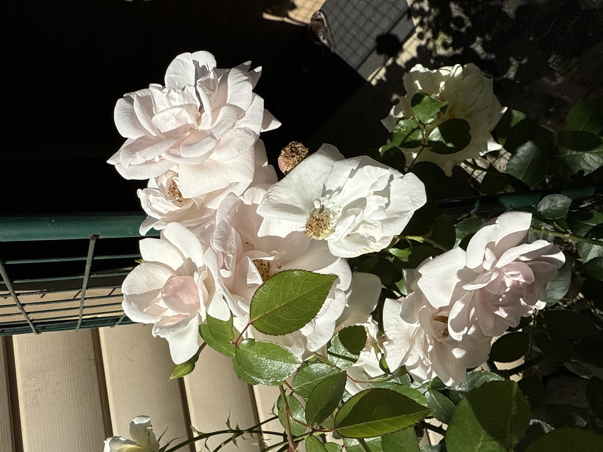 A cluster of pale pink and white roses with green leaves is in the foreground. The roses are in bloom, with some petals slightly unfurled and others more tightly packed. Sunlight illuminates the flowers, casting shadows on their surfaces. Behind the roses, a section of light-colored siding is visible, textured horizontally. A dark green metal pole and part of a fence are also present. The background is dark and out of focus, with a hint of a tiled surface and shadows cast by the foliage and structure. The image appears to be taken outdoors in natural light. There are no people or animals visible in the image. There is no information to indicate the image was taken in Saint Petersburg, Russia.