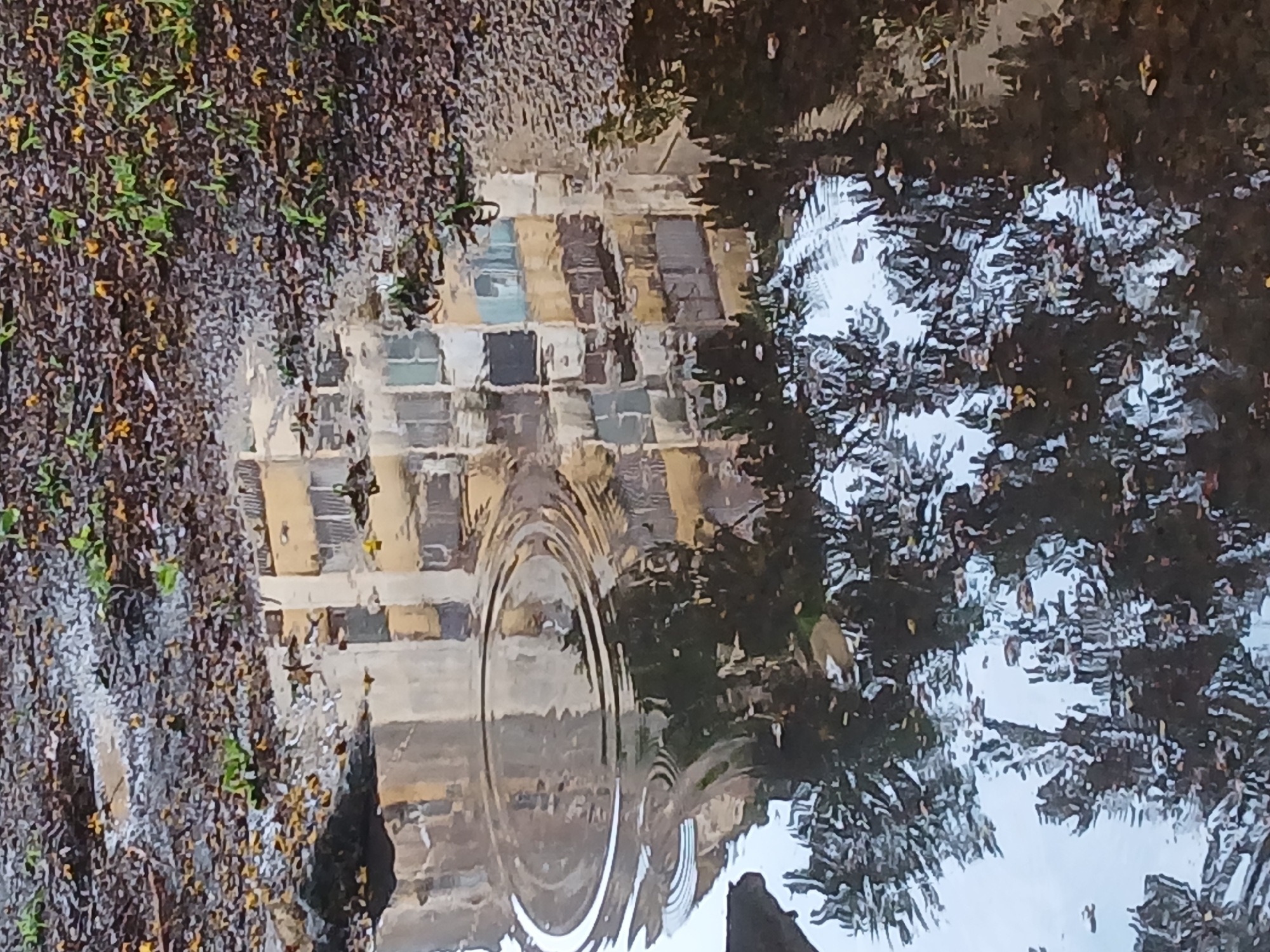The image, correctly oriented, presents an eye-level view of a large puddle or shallow body of water, capturing reflections of its surroundings. The water surface is largely calm, but a prominent, singular circular ripple emanates from a central point, suggesting a recent disturbance like a raindrop.
The reflection in the water shows a multi-story building or structure on the left side, characterized by a grid-like pattern of rectangular elements resembling windows or architectural blocks, rendered in varying shades of yellow, brown, blue, and grey. To the left of this reflection, the actual ground or a low wall is visible, covered in dense, dark vegetation with scattered green and yellowish foliage.
Further to the right within the water's reflection, dark, abstract shapes represent the canopy of trees, while a brighter, lighter area towards the bottom right indicates the reflection of an overcast sky. The overall lighting suggests daytime conditions, likely after a rainfall or on a cloudy day, given the presence of the puddle. The scene depicts an outdoor urban or semi-urban environment in Ciudad Guayana, Venezuela. There are no human subjects or visible text.