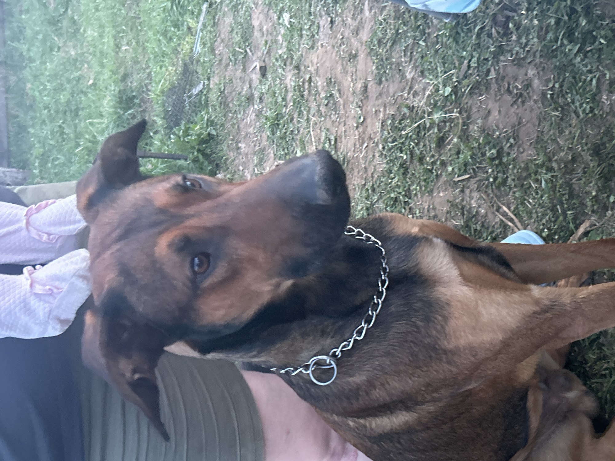 A close-up shot depicts a brown and black dog with a silver chain collar lying in an outdoor setting. The dog is situated on or next to a person wearing a green shirt and holding a pink and white object. The background shows a patch of grass and bare earth. There is no evidence to suggest the location is specifically Rusalevka, Russia.