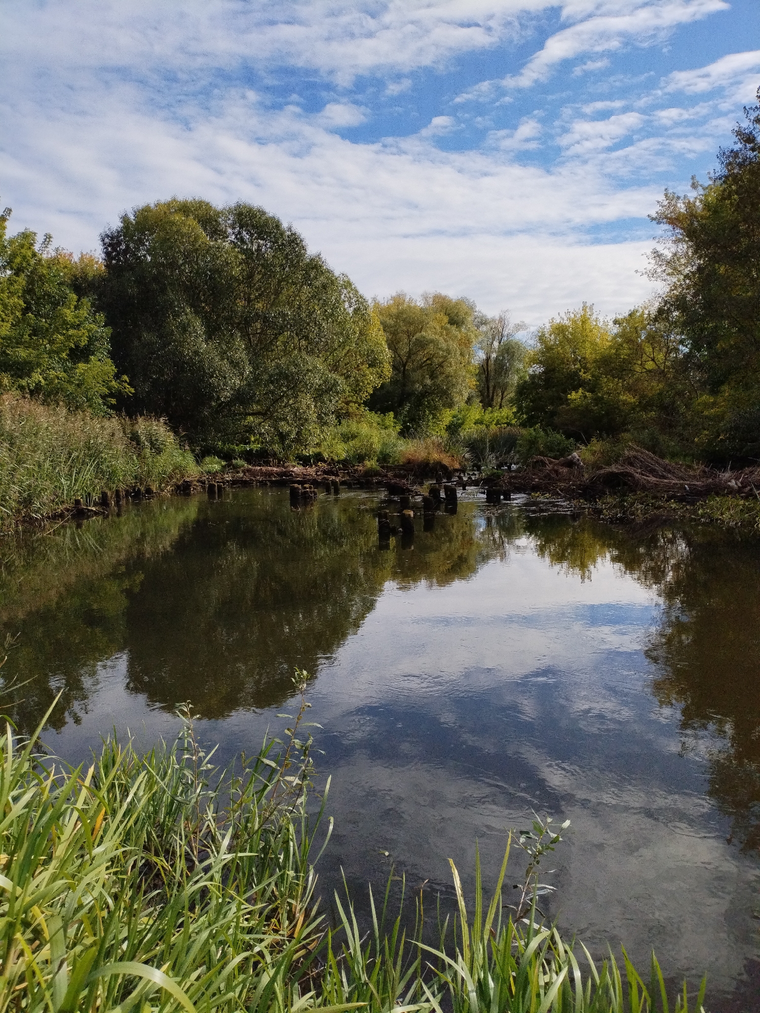 The image shows a serene natural scene with a river reflecting the sky and surrounding trees. The sky is a vibrant blue, dotted with fluffy white clouds, some of which are stretched into wispy streaks. Lush green trees with a mix of leaf colors, suggesting late summer or early autumn, line the banks of the river. Tall reeds and grass grow along the water's edge in the foreground, adding to the natural ambiance. In the middle ground, wooden posts protrude from the water, remnants of what might have been a bridge or a pier. The water itself is dark and calm, mirroring the sky and the dense foliage. The overall impression is one of tranquility and untouched nature. This scene could be found along the banks of the Drut River in Bialynichy, Belarus, a region known for its picturesque natural landscapes.