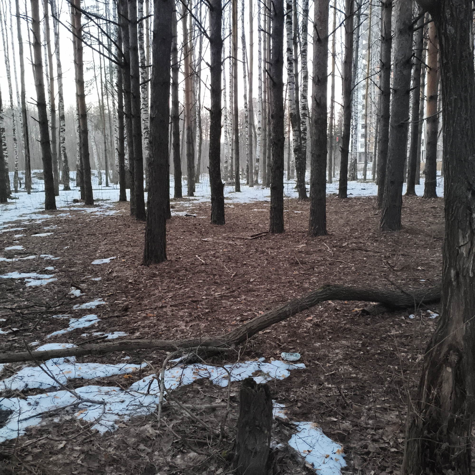 The image depicts a sparse woodland area, likely a park or green space, situated within an urban environment. Numerous tall, slender trees, including both coniferous and deciduous varieties (birch), dominate the landscape. The ground is covered with a layer of fallen leaves and patches of melting snow. A fallen tree trunk lies across the foreground, adding to the scene's natural, somewhat untidy appearance. In the background, a multistory building can be seen through the trees, indicating proximity to a residential or commercial area. There are some human made items in the image, mostly litter or trash. The setting appears to be in the city of Unknown, Unknown, during the late winter or early spring season. There are no people visible in the frame.