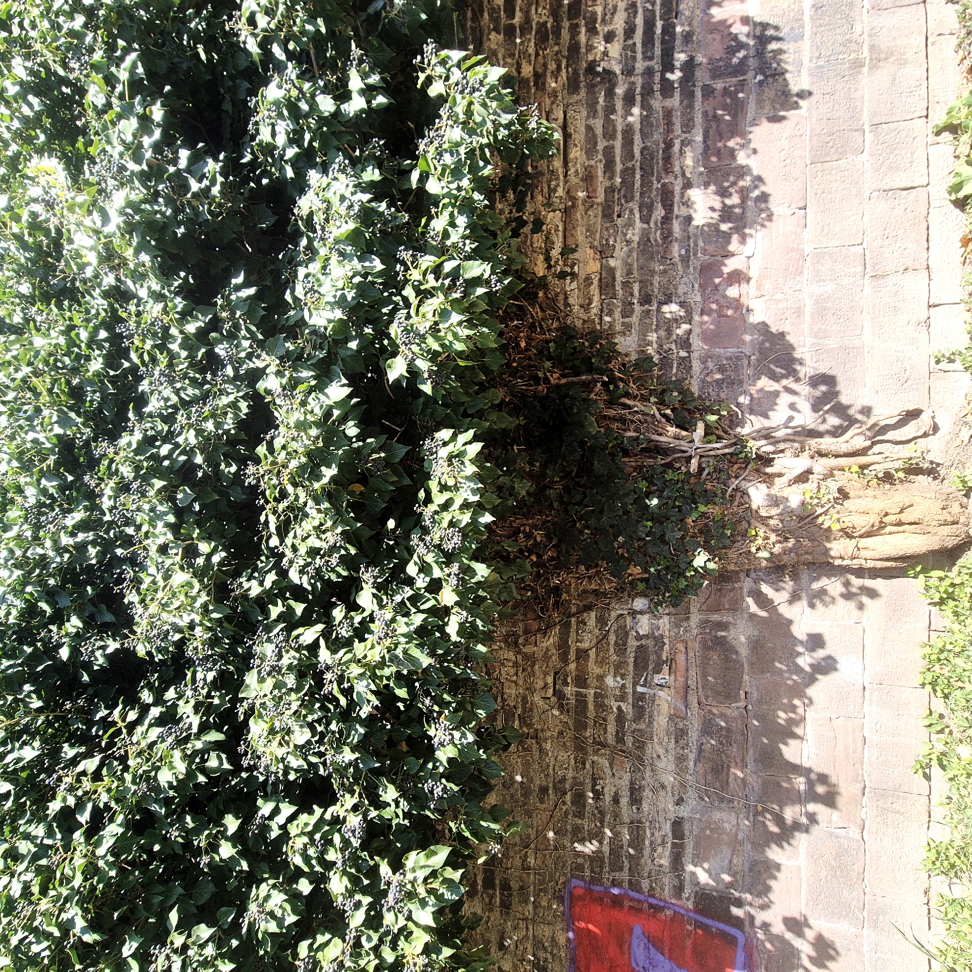 A view of a brick wall covered in ivy with berries, located in Strasbourg, France. The ivy covers the left side of the frame, growing densely. The brick wall extends across the frame, partially exposed to the right of the ivy. On the right side, a lighter brick pavement is visible, bordered by grass. A shadow cast by the vegetation falls onto the wall and pavement. Graffiti is visible at the bottom left corner.