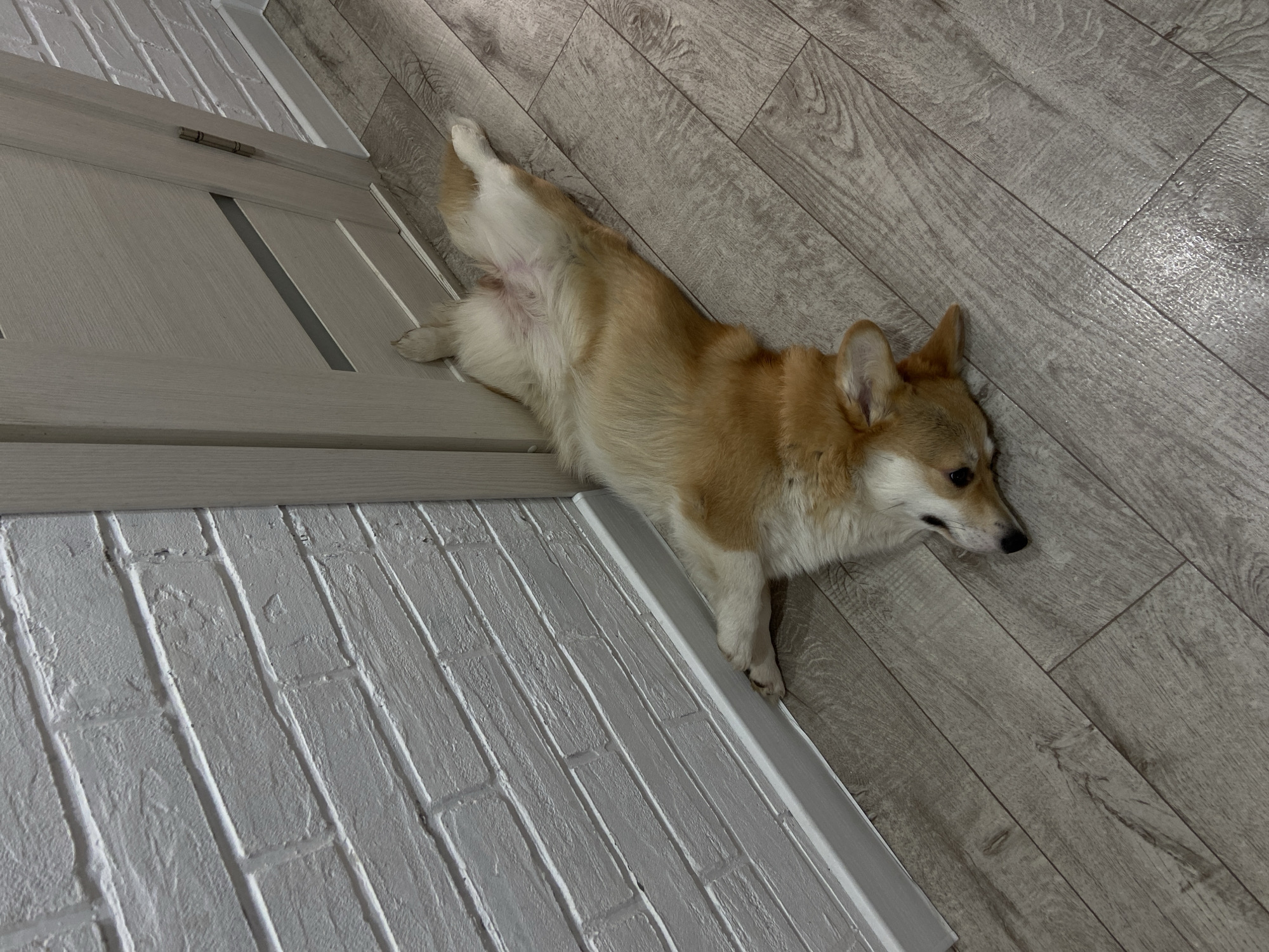 A Pembroke Welsh Corgi dog is captured in an indoor setting, likely a room or hallway in Chaikovsky, Russia. The dog, predominantly tan and white with distinctive red-gold markings, is lying on its left side on a light greyish-brown laminate or hardwood floor. Its hind legs are stretched out behind it in a relaxed "sploot" position, exposing its white belly. The dog's head is turned to the right, looking forward with dark eyes and alert, pointed ears.
To the left of the dog is a light grey paneled door, featuring horizontal recessed sections and a visible metal hinge near the top. Below the door and extending into the bottom-left corner of the frame is a white wall with a textured, brick-patterned surface, possibly wallpaper or painted brick. A thin, light-colored baseboard or trim separates the wall from the floor. The overall lighting suggests it is daytime, and the scene conveys a sense of peace and comfort as the dog rests. There is no visible text in the image.
