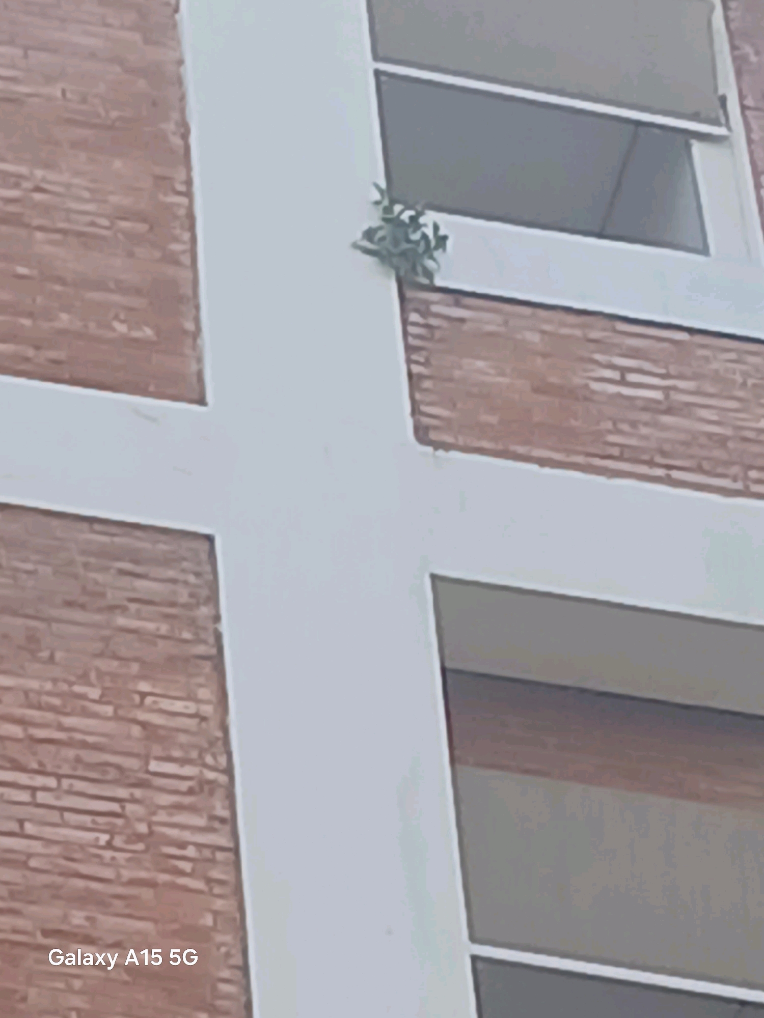 A close-up, low-angle shot focuses on a small cluster of green leaves growing from a ledge on the exterior of a building. The building's facade is composed of reddish-brown brickwork arranged in horizontal rows, interspersed with thick, white structural elements that create a cross-like pattern. A portion of a window frame, with a dark shade pulled down, is visible in the upper right section of the image. The overall impression is of urban nature reclaiming man-made structures, suggesting a possible location in the city of Surabaya, Indonesia, where such scenes can be found in residential or commercial districts. The photograph appears to be taken with a mobile device, as indicated by the "Galaxy A15 5G" watermark in the lower left corner.
