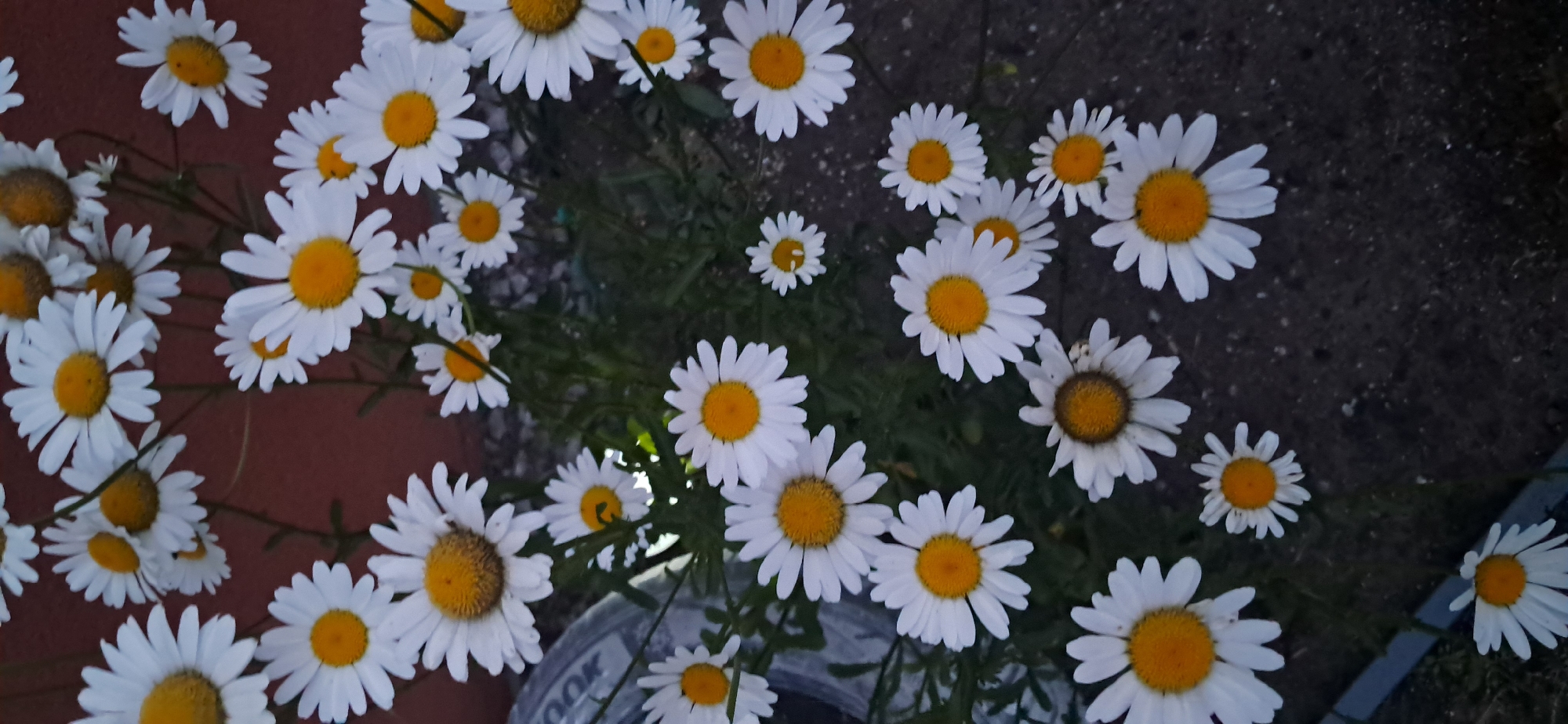 A cluster of white and yellow daisies is depicted in the image, with their white petals radiating from bright yellow centers. The daisies are of varying sizes and are arranged in a natural, somewhat wild grouping. Some of the flowers are in full bloom, while others appear to be developing or slightly wilted, displaying a range of petal perfection. The background consists of a dark, reddish-brown wall on the upper left, transitioning to green foliage and dark, textured ground cover that resembles asphalt or compacted dirt. The lighting suggests it may be dusk or a dimly lit area, casting a soft, somewhat muted tone over the scene. The image appears to have been taken outdoors, possibly in a garden or a natural setting within the city of Tuszyn, Poland. There are no people or animals visible in the frame.