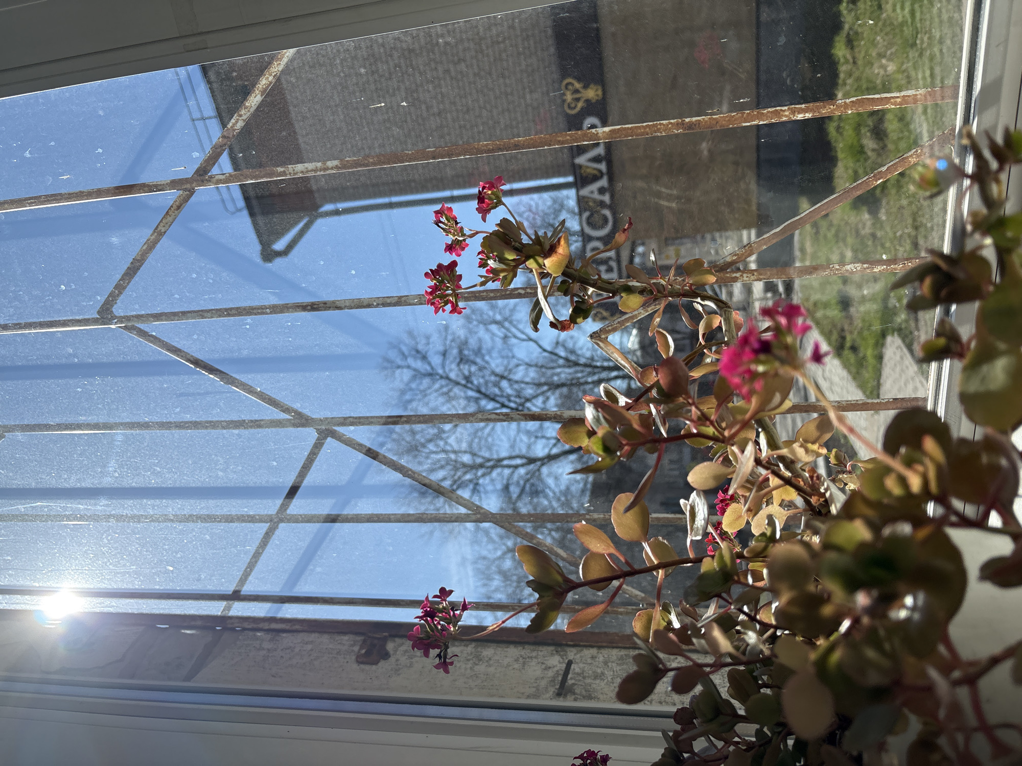 A medium shot captures an indoor scene with a focus on a plant positioned on a windowsill. The window is fitted with a rusty metal grid, partially obscuring the view outside. Visible through the glass are elements of a building exterior, a leafless tree against a blue sky, and indistinct greenery. The plant, featuring round leaves and small pink flowers, is the primary subject. The lower left corner of the image is washed out by sunlight streaming through the window. Based on the presence of a sign in Cyrillic script, the location is possibly Chaikovsky, Russia.