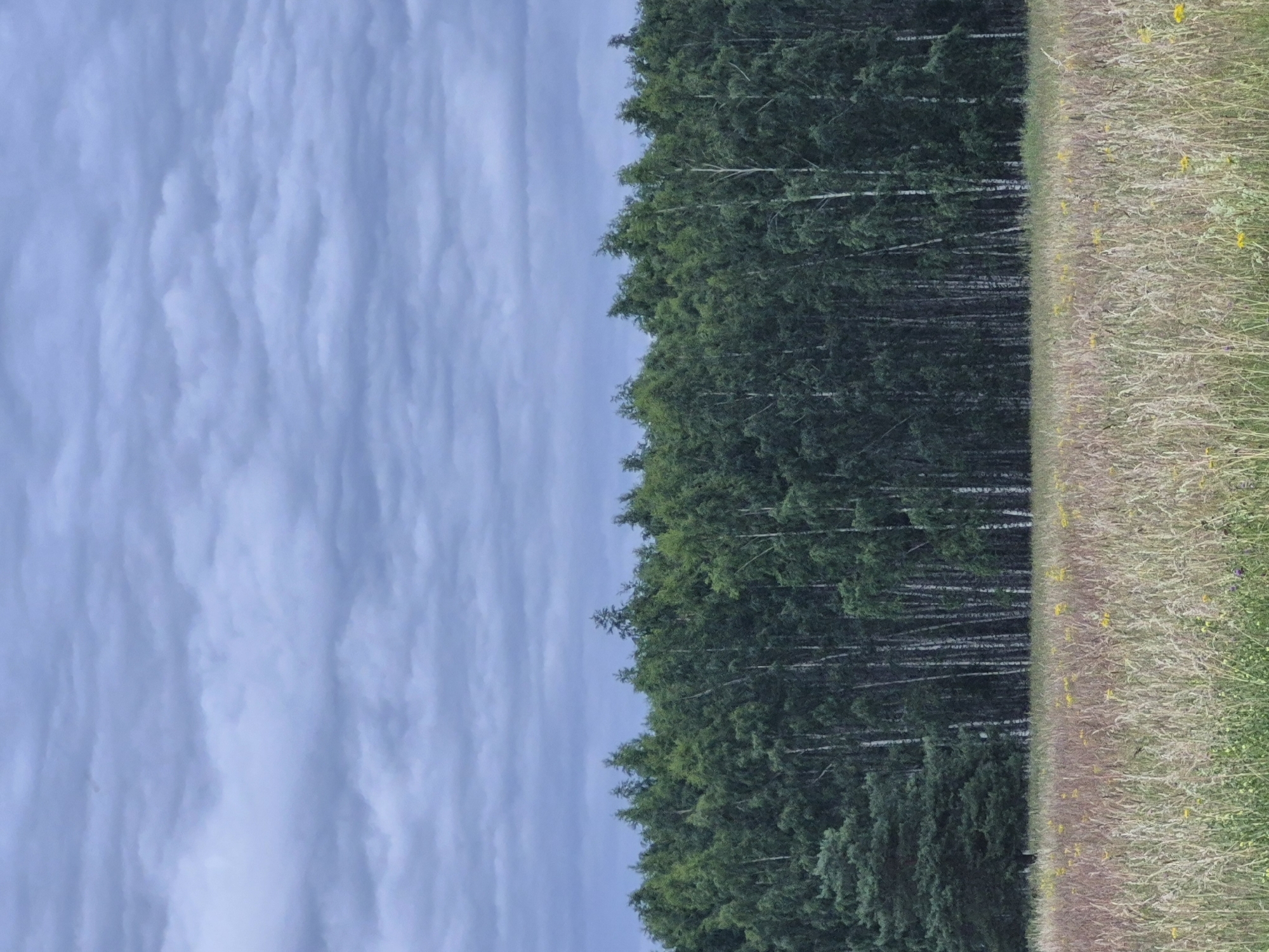 The image depicts a landscape scene divided into three distinct vertical sections. The left third of the frame is dominated by a cloudy sky with textured, wispy clouds in shades of pale blue and gray. The middle section features a dense forest of tall, dark green trees, with the white trunks of some trees visible among the foliage. The right third of the image shows a field of dry, tall grass, interspersed with sparse yellow wildflowers. The transition between the forest and the field is sharp and well-defined, creating a clear border. The overall impression is of a natural, rural setting in what appears to be daylight, likely in the late afternoon or evening given the soft lighting. There is no visible text in the image. The scene evokes a sense of tranquility and the raw beauty of nature.