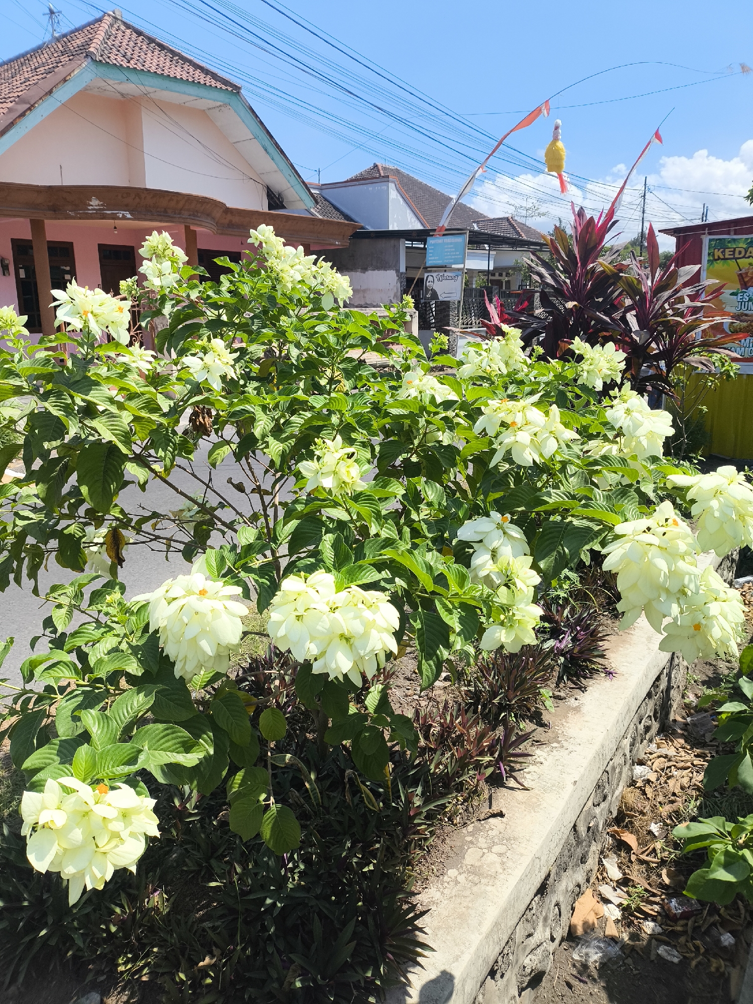 In the city of Kebonsari, Indonesia, a bright, sunny day is depicted. In the foreground, a lush bush with abundant white flowers and green leaves thrives in a raised planter bed constructed from concrete and stone. Behind the bush, a street is visible, leading to a row of buildings. The structures feature tiled roofs, pink and white facades, and are adorned with wires and flags, suggesting a festive atmosphere or a residential area. The sky is a clear blue, dotted with a few white clouds. The overall scene captures a vibrant street view with abundant vegetation and a glimpse of local architecture.
