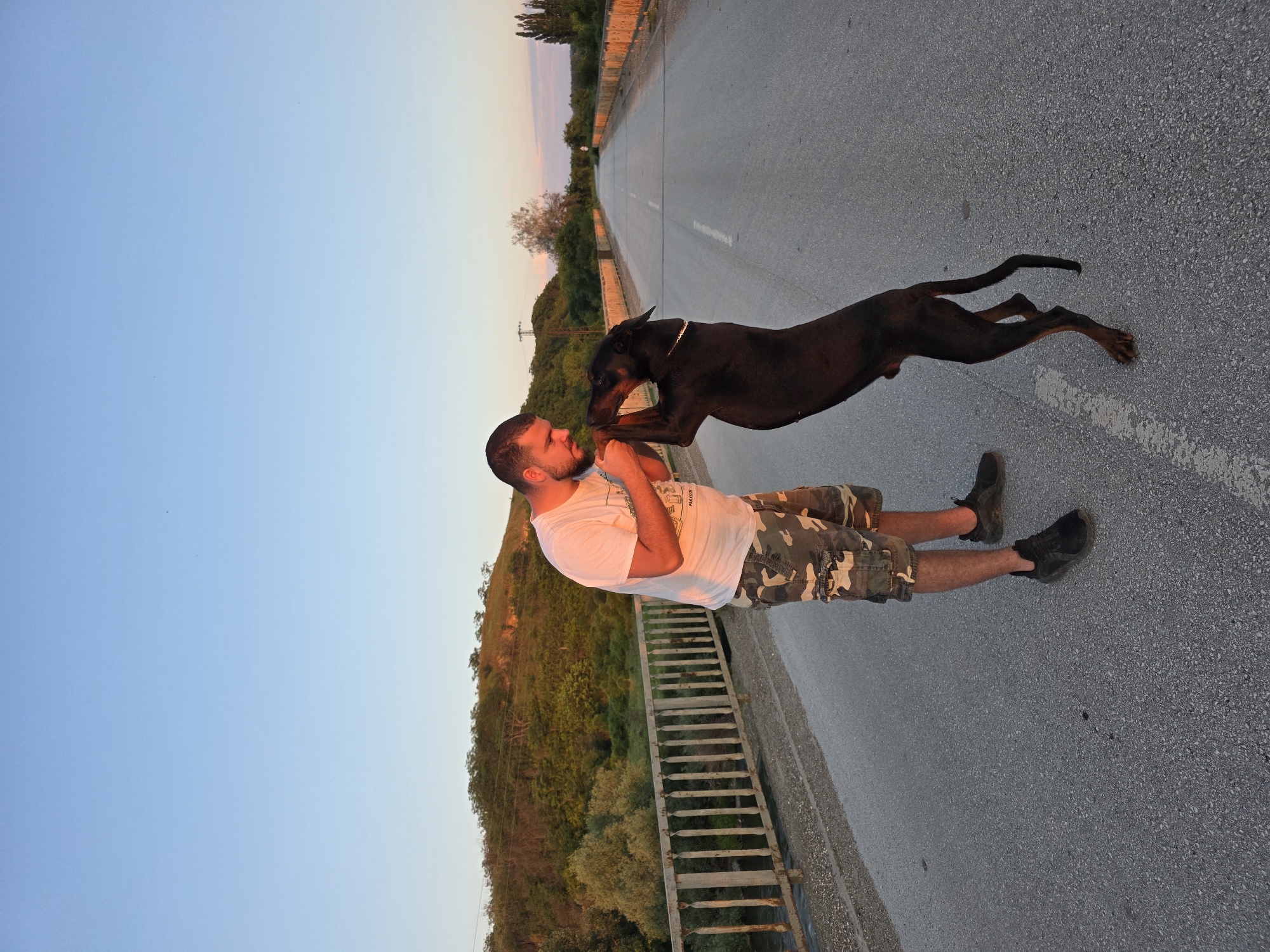 A full-body, outdoor shot captures a man affectionately interacting with a Doberman Pinscher dog on an asphalt road. The image is oriented with the horizon running vertically, placing the subjects in the center.
The man, with a beard and short dark hair, wears a white t-shirt, camouflage shorts, and dark shoes. He stands facing right, holding the dog's front paws. The large, sleek, dark-colored dog, wearing a gold-colored collar, is captured mid-jump, with its front paws on the man's chest/shoulders, nuzzling towards his face. Its long tail extends behind it.
The setting appears to be an elevated road or bridge, indicated by a metal railing visible along the left side. The road surface is gray asphalt, with a faint white dashed line visible further down the road. Beyond the railing and road, a hilly landscape covered with green and brownish trees and foliage stretches into the distance.
The sky, visible above the landscape, transitions from a clear light blue on the left to a warm, yellowish-orange hue on the right, suggesting the golden hour of either sunrise or sunset. The light casts a warm glow on the man and dog. The overall mood is one of playful affection between the man and his pet. No discernible text is visible in the image.