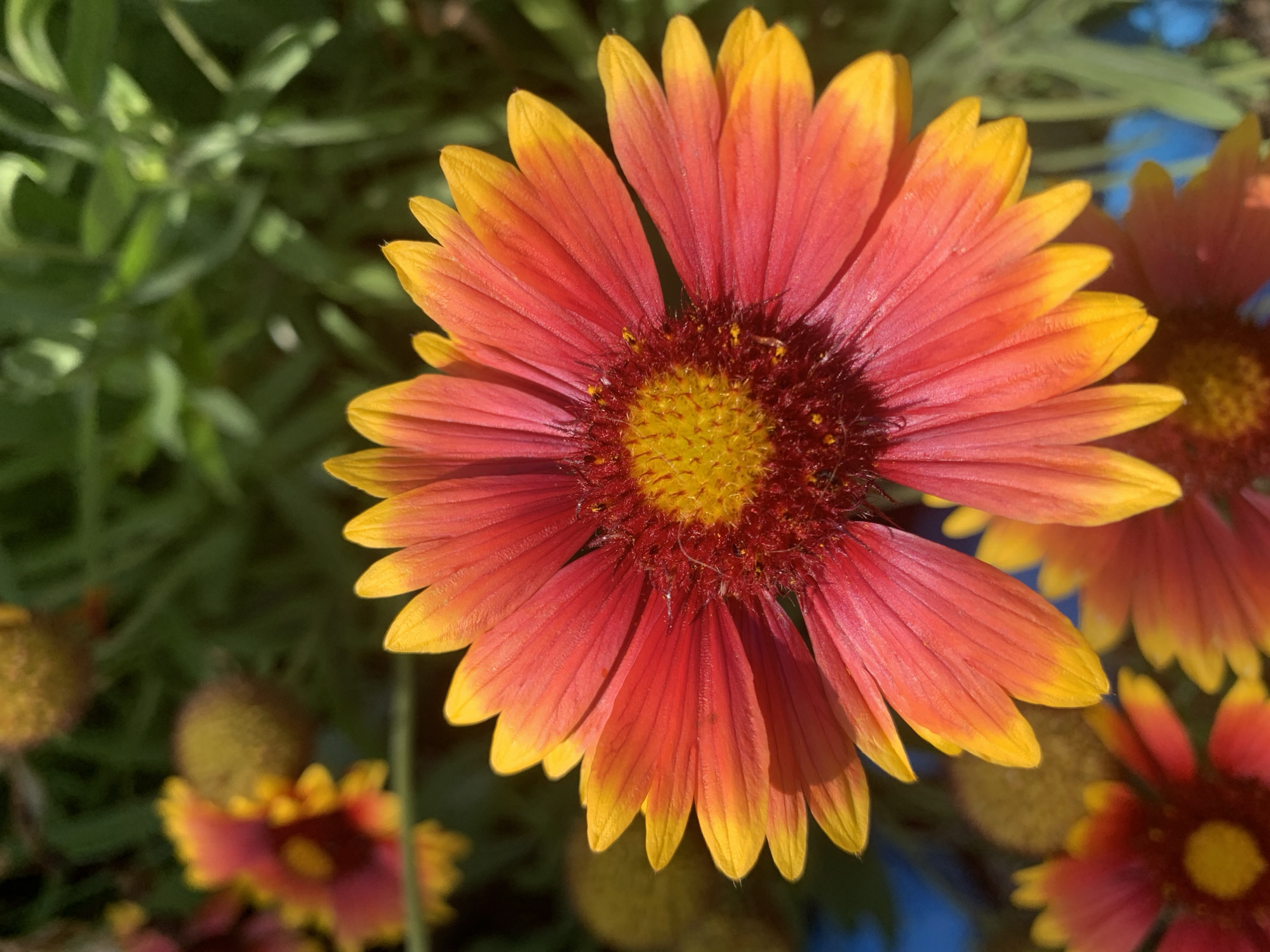 A close-up, vertical, eye-level shot features a vibrant Gaillardia flower, commonly known as Blanket Flower, in full bloom. The flower displays a gradient of colors, transitioning from a deep red at the center to bright orange and finally a sunny yellow at the tips of its petals. The central disk of the flower is a darker reddish-brown with visible yellow stamens. The petals are elongated and pointed, radiating outwards from the center. In the background, out-of-focus greenery suggests a garden setting. Hints of other Gaillardia flowers, some in bud form and others also in bloom with similar red and yellow coloration, are visible in the upper left and lower portions of the image. The overall lighting indicates a bright, sunny day. The scene is devoid of any human presence or specific landmarks that would identify its location within Kapyĺ, Belarus.