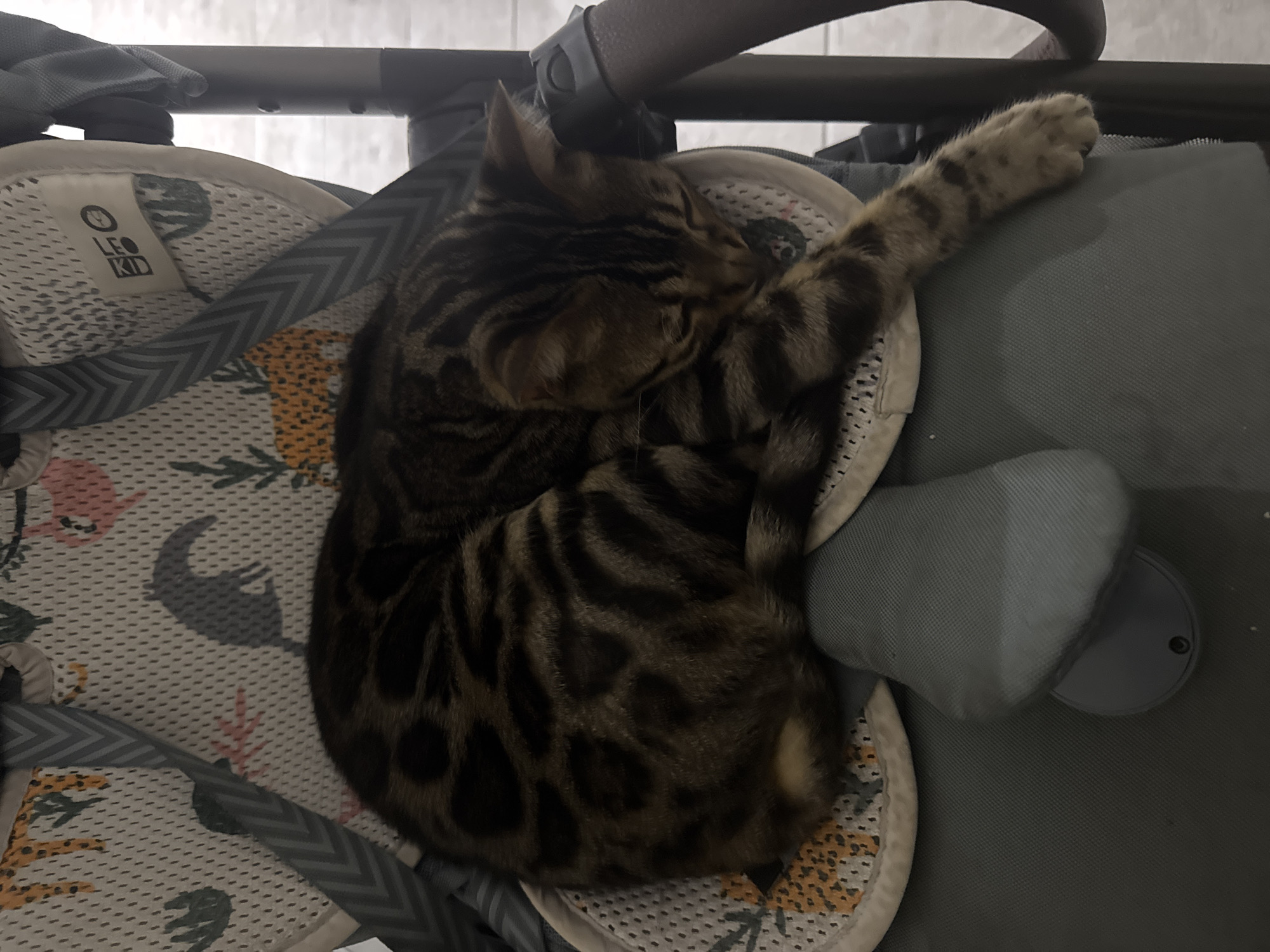 A Bengal cat sleeps curled up on a mesh-covered cushion of a gray stroller. The cushion has a pattern of stylized jungle animals in yellow, pink, and gray. The cat's fur is a mixture of brown, black, and tan, with distinct spots and stripes. Its eyes are closed, and its head is tucked into its body. One paw extends out over the edge of the cushion. The background is blurred, but appears to be an indoor setting with gray surfaces and vertical supports of the stroller. There is no indication of a specific location within Agios Tychona Community, Cyprus.