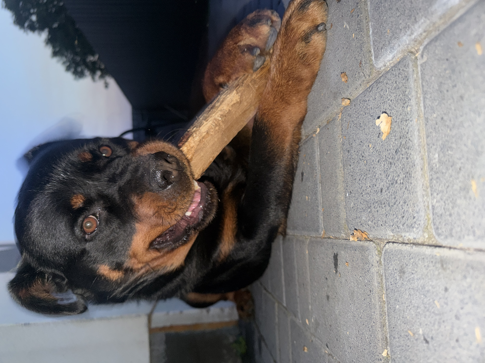 A Rottweiler dog lies on a paved surface, gripping a piece of wood in its mouth. The dog's head is tilted upwards, and its tongue is visible, panting slightly. Its dark fur is tinged with tan markings around its eyes, muzzle, and chest. One of its front paws rests on the wood, while the other is partially visible. The background shows a dark, out-of-focus area that might be a building or dense foliage. The ground is made of grey paving stones, some of which have small pieces of dried leaves or debris on them. The lighting suggests it might be daytime, possibly late afternoon or evening due to the shadows. The dog appears engaged with the wood, possibly playing or chewing on it. There is no visible text in the image.