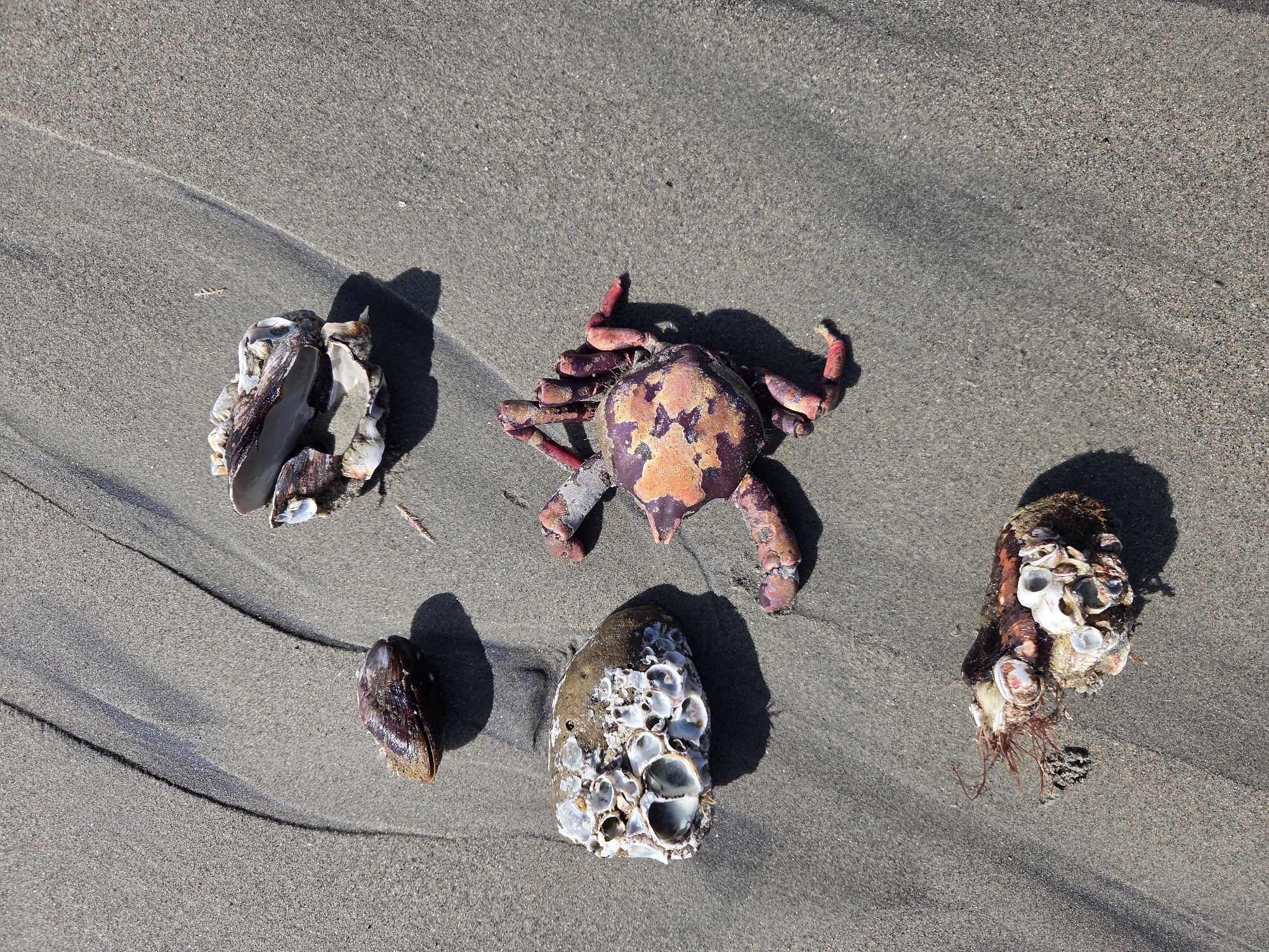 On the sandy shore of Dana Point, California, several objects are scattered. A deceased crab, predominantly purple and orange, lies on its side, its legs splayed. To its left is a rock encrusted with barnacles, and above that, a dark, smooth shell. Further up and to the right, broken shell fragments are visible. At the bottom left, another piece of debris, covered in barnacles and what appears to be dried seaweed, rests on the sand. The sand itself is textured with ripples from the tide. The scene is illuminated by sunlight, casting distinct shadows.