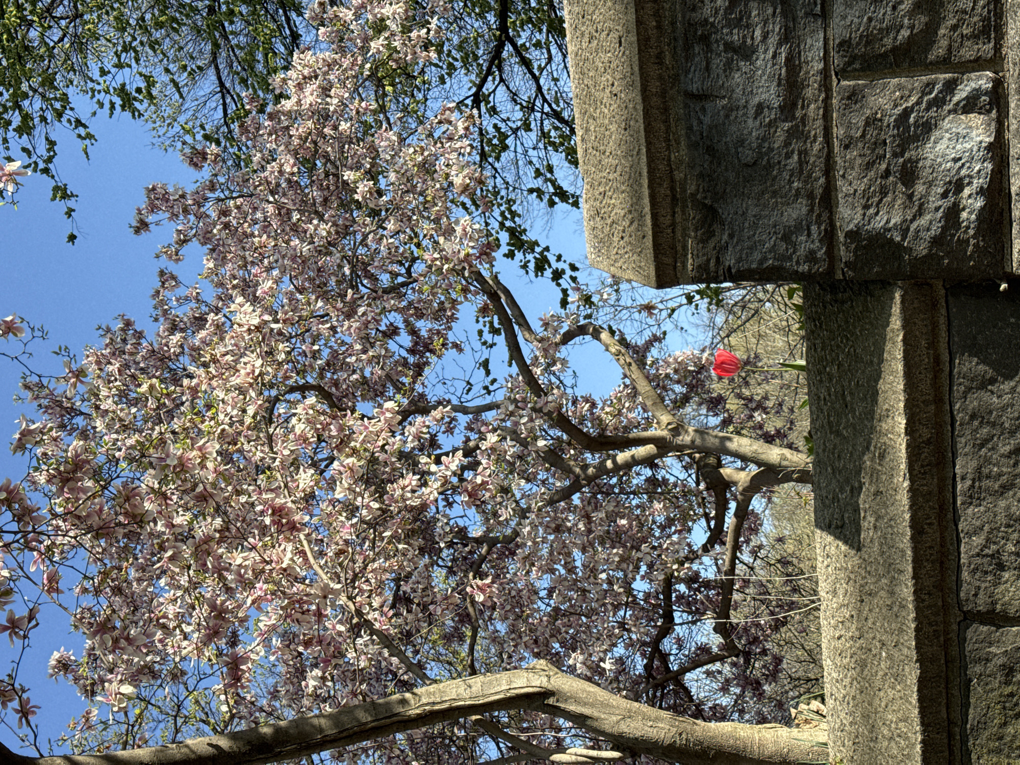 A low-angle view captures a blooming magnolia tree against a blue sky in New York City. The tree's branches are adorned with numerous pink and white blossoms. A large stone wall with textured blocks occupies the right side of the frame, partially obscuring the view of the sky and trees. Between a tree branch and the stone wall, a single red tulip stands out. The location is within New York City, United States of America, most likely in a park or garden setting.