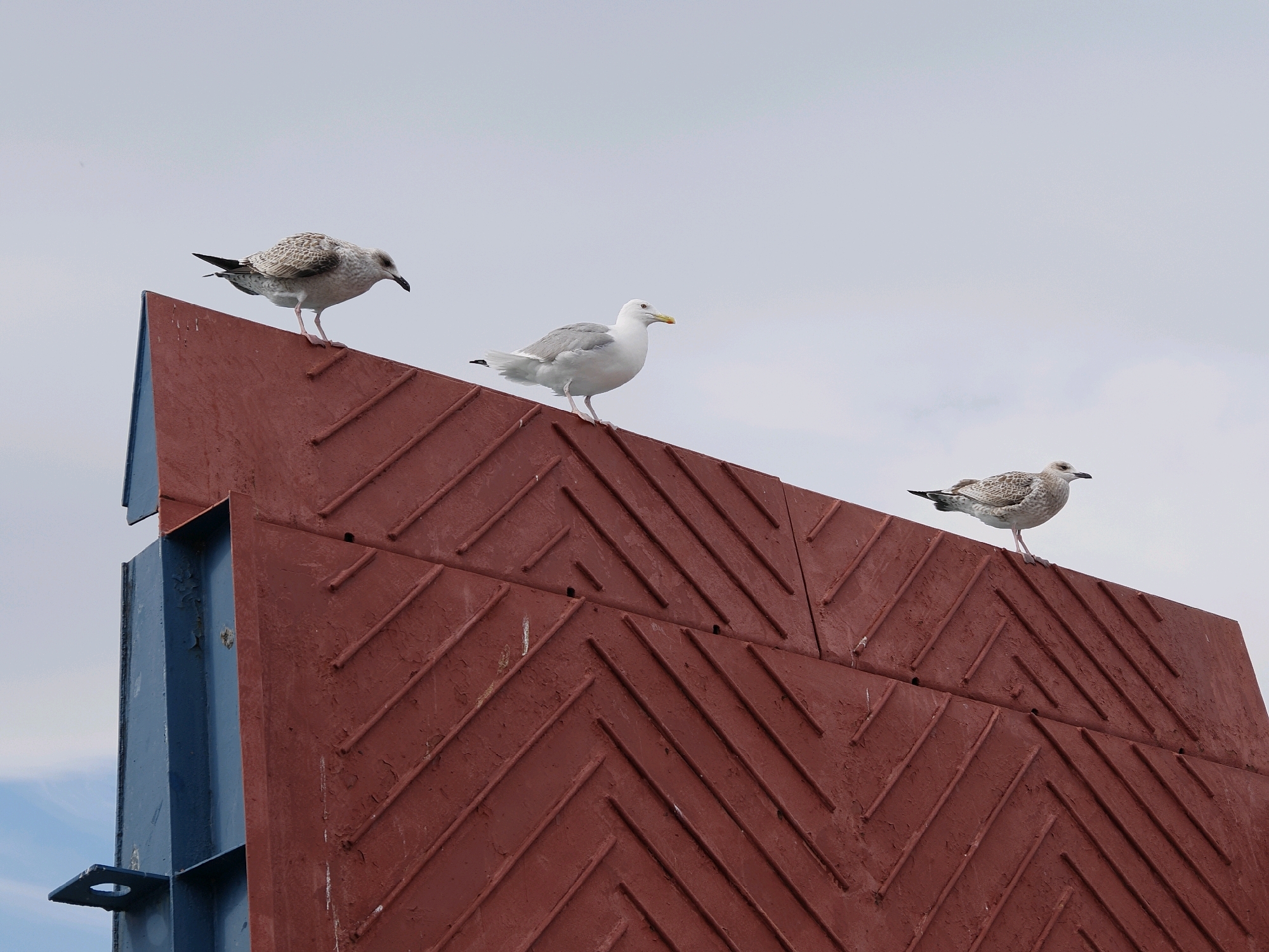Three seagulls are perched on the angled, red, corrugated metal surface of what appears to be a ramp or structure. The leftmost bird is facing downwards, while the middle bird is facing right and appears to be looking at something out of frame. The rightmost bird is also facing right, slightly angled away from the viewer. Behind the birds, the sky is overcast with a pale gray hue. A portion of a blue metal beam is visible on the left side of the image, providing structural support to the red metal surface. The overall scene is captured from a low angle, looking upwards at the birds and the structure. The location is specified as Sakhiurta, Russia.