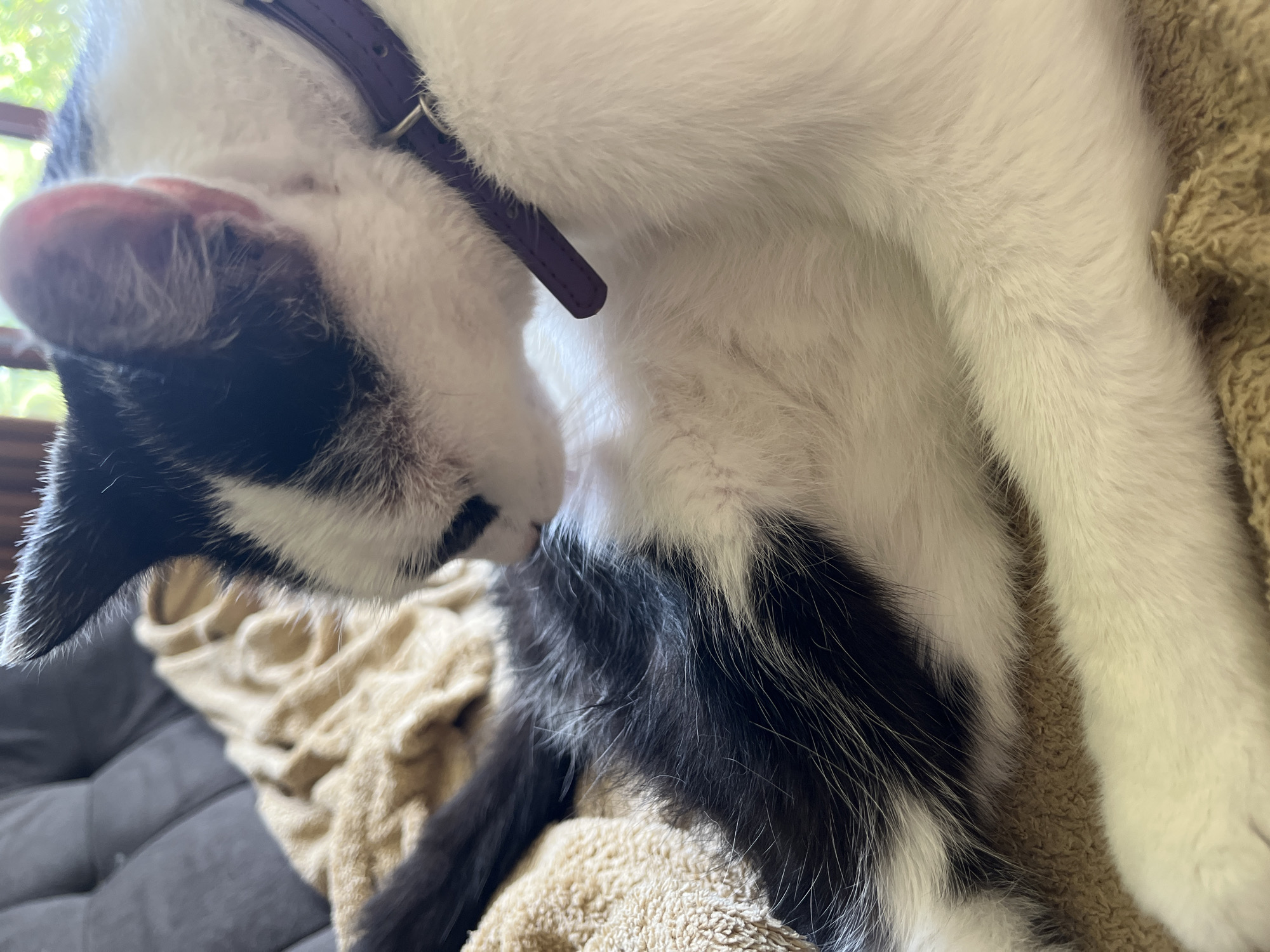 The image shows a black and white cat with a purple collar. The cat is lying on a textured, light brown blanket. Behind the blanket, a grey upholstered sofa can be seen. The cat appears to be grooming itself. The background is softly blurred, with hints of green foliage and what looks like a window frame, suggesting an indoor setting near a window with an outdoor view. There is no information in the image that can be used to determine its location in the city of Ureki, Georgia.