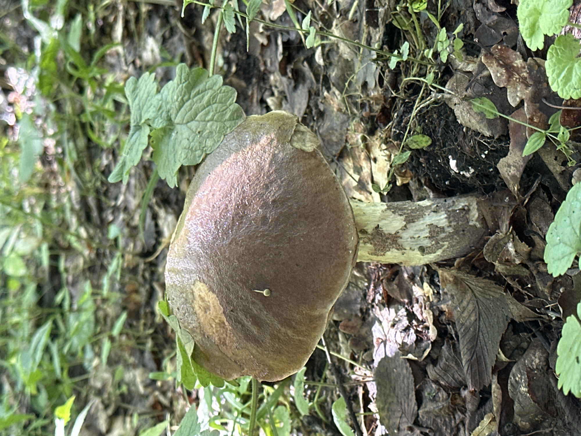A single, large mushroom stands upright in the forest floor, surrounded by fallen leaves and green foliage. The mushroom has a smooth, brown cap with a slightly glossy sheen, and a thick, light-colored stem with some visible texture. A tiny, light-colored object, possibly an insect or a spore, is perched on the mushroom's cap. The ground is covered with a layer of decaying leaves and dark soil, with small green plants growing around the base of the mushroom. The background is a blur of green leaves and dappled sunlight, suggesting a wooded area. The image appears to have been taken in the city of Verkhneye Kazachye, Russia.