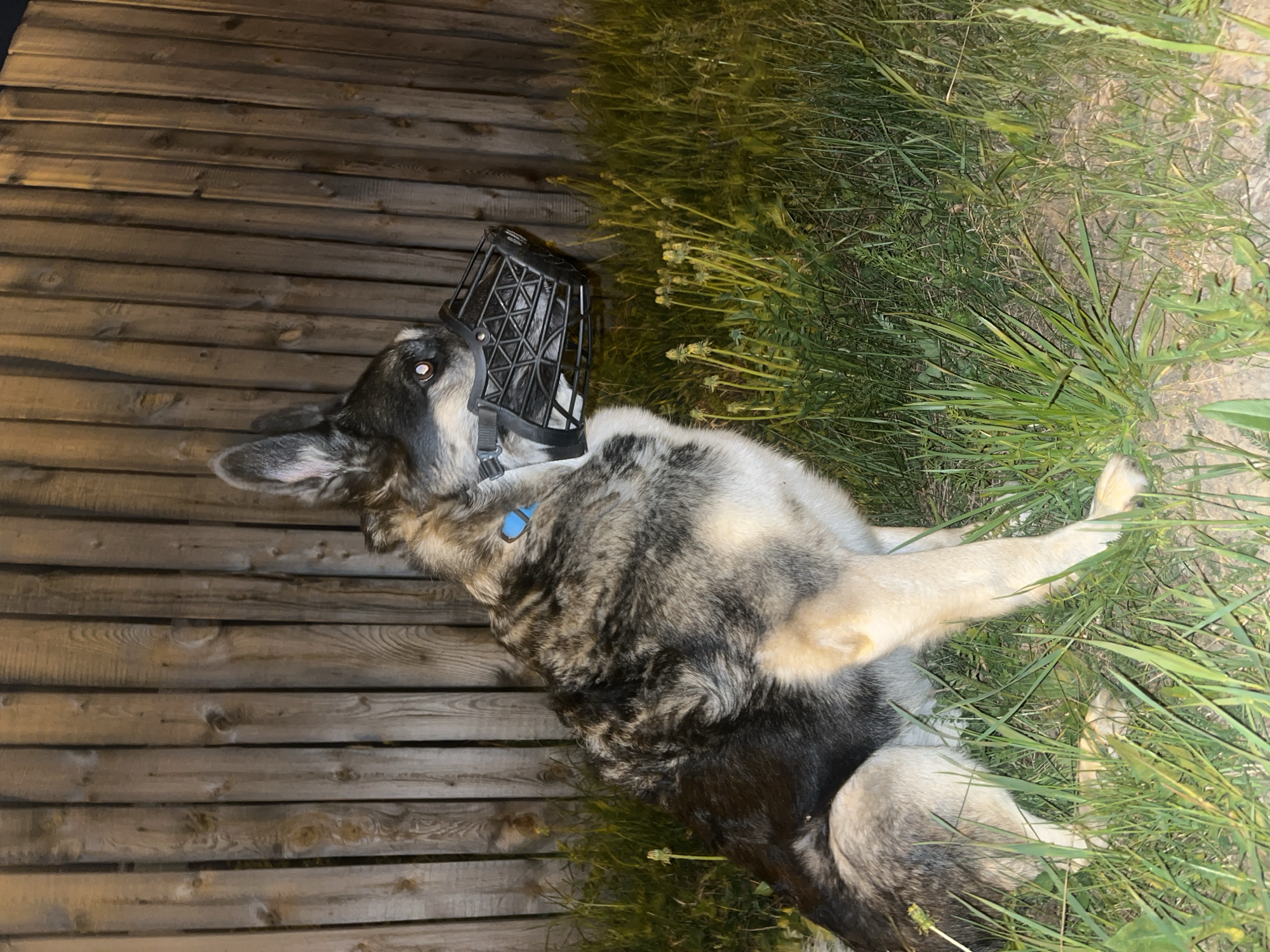 A dog is lying on its back near a wooden fence and grass. The dog is wearing a black plastic muzzle. It is light-colored on its underside and on its legs, and has gray and black fur on its upper side. The dog's location is not possible to determine from the image.