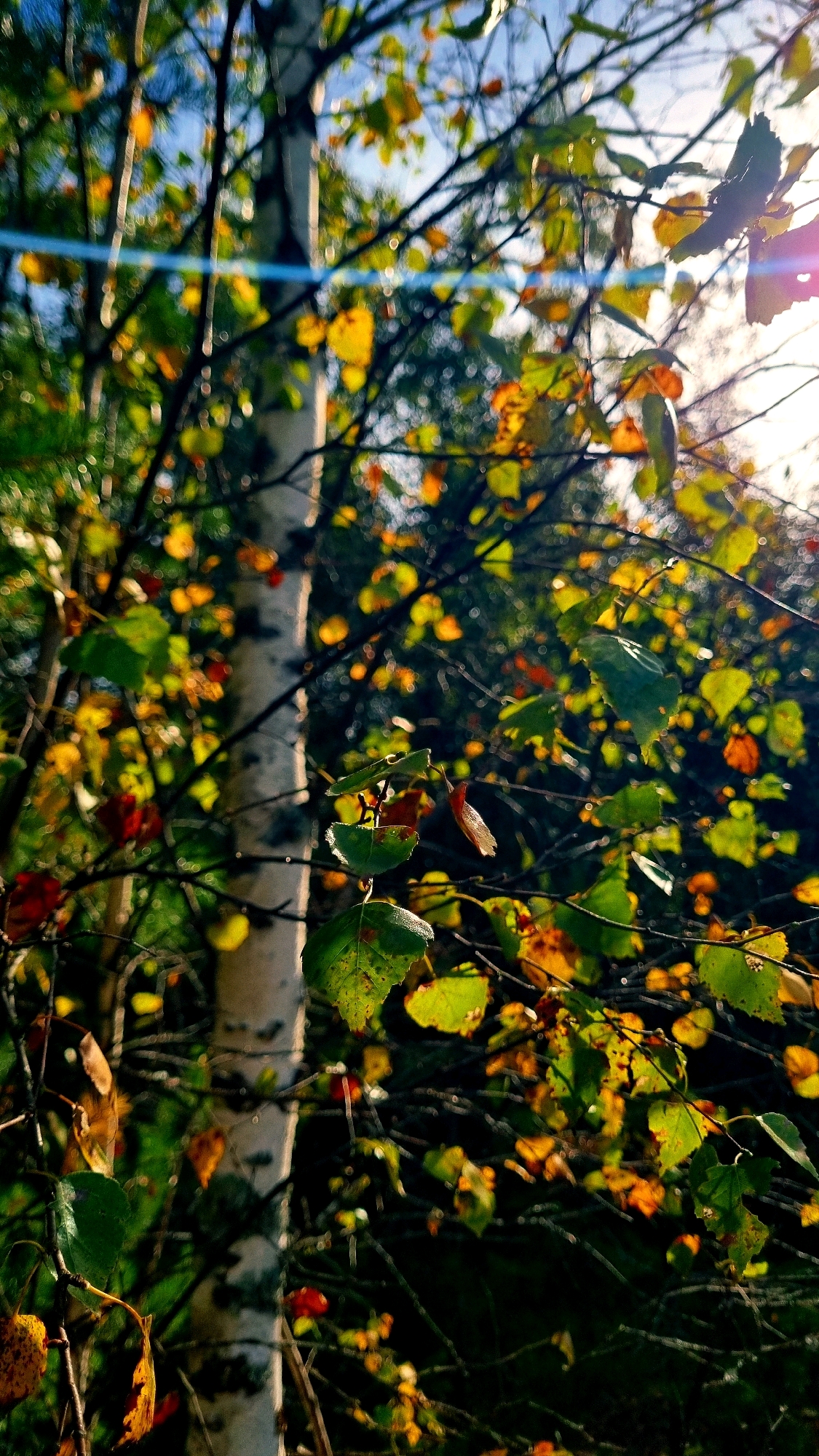A birch tree trunk with textured bark is centrally located in the frame, partially obscured by branches and leaves. The leaves exhibit autumn colors, ranging from green to yellow and orange, some showing signs of wilting. The background consists of more foliage and dappled sunlight, creating a soft bokeh effect. The scene appears to be in a natural outdoor setting, possibly a park or forest, with no people or man-made structures immediately visible. The light suggests it is daytime, with the sun casting a warm glow.