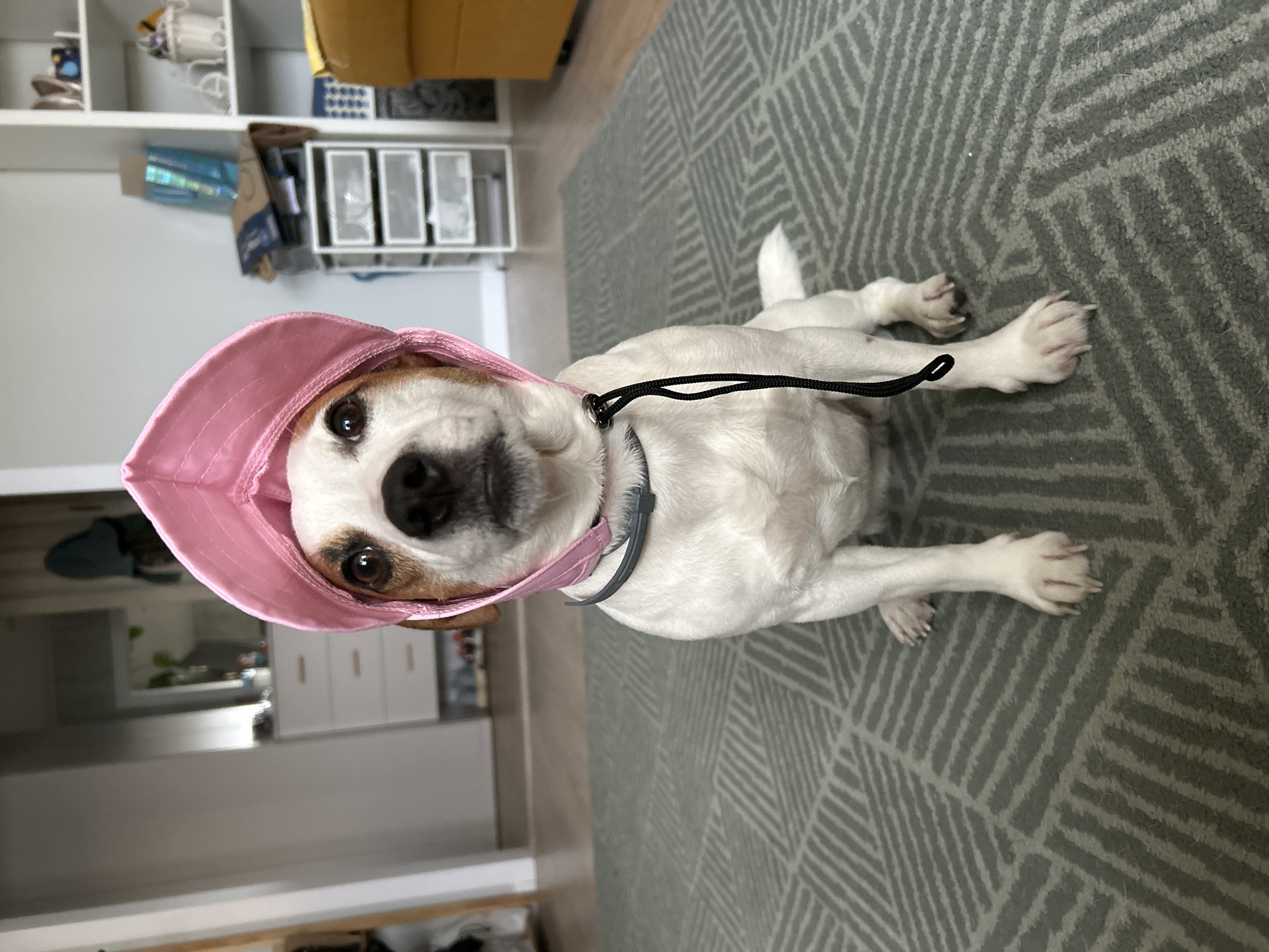 An indoor, vertically oriented photograph captures a small white and tan dog, likely a Jack Russell Terrier mix, lying on a gray rug with a geometric pattern. The dog is wearing a pink fabric hat that covers its head and ears, resembling a bonnet or sun hat, and looks directly at the camera with dark, expressive eyes. A black cord, possibly a leash, is attached to a gray collar around its neck.
The background shows a brightly lit home interior, suggesting it is daytime. On the left side, white shelves are visible, holding various items, with a yellow upholstered chair or cushion partially seen above. To the right and further back, a white cabinet or drawer unit is discernible, along with a light-colored wooden floor. Other elements include white storage bins on shelves and a reflective blue object. The dog's front and hind paws are visible on the rug. The scene depicts a domestic setting within a home in Chaikovsky, Russia. There is no visible text in the image.