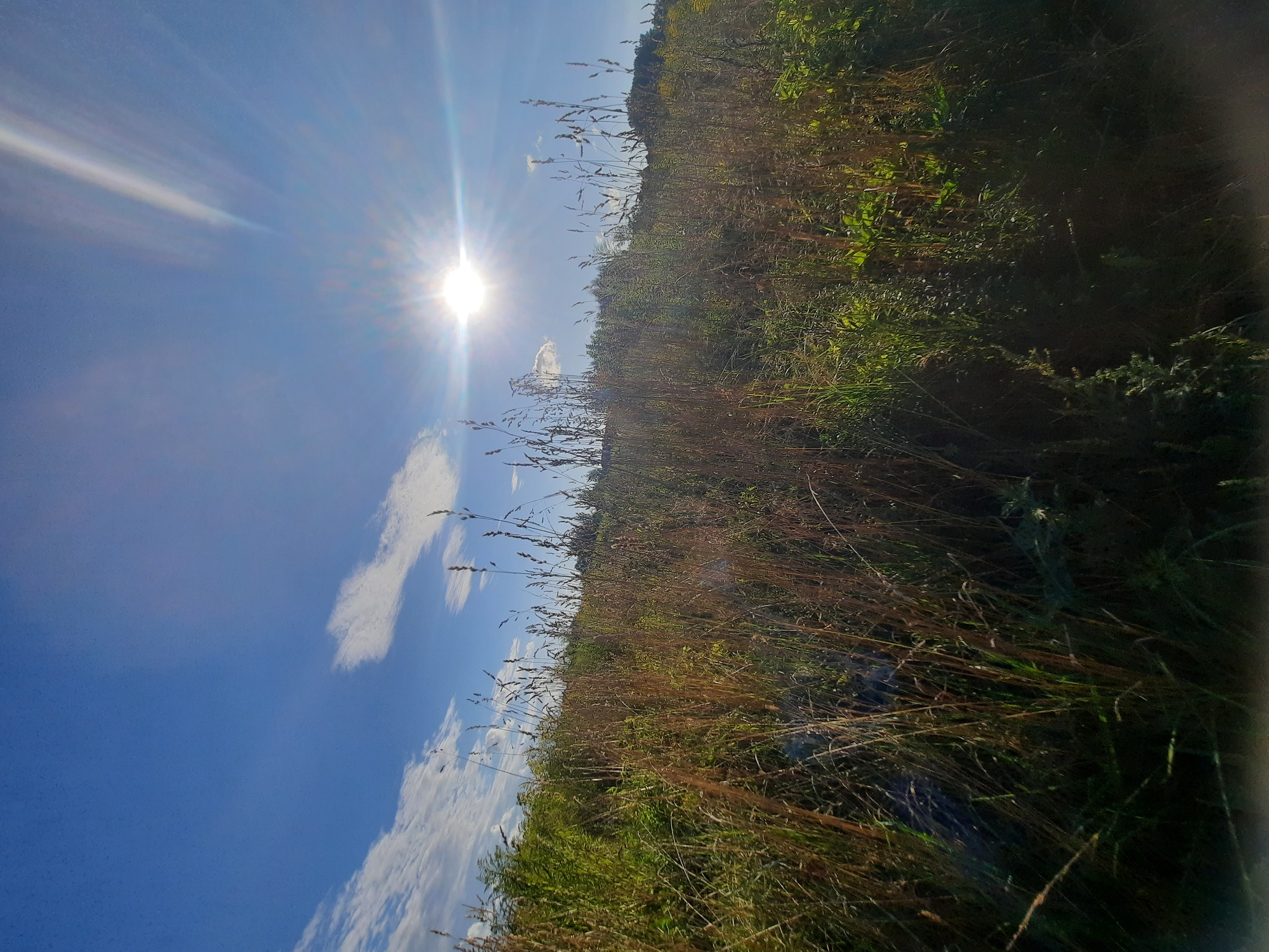 The image captures a sun-drenched, natural scene, likely in a rural or undeveloped area, not specifically identifiable as being within the city of Shklov, Belarus. The foreground is dominated by tall, dry grasses and other green vegetation, suggesting a meadow or overgrown field. The sun is high in the bright blue sky, casting strong rays and creating lens flare. wispy white clouds are scattered across the sky. The background shows a gentle slope covered in more greenery, with distant trees forming a darker line against the horizon. The overall impression is one of a bright, sunny day in a natural, open space.