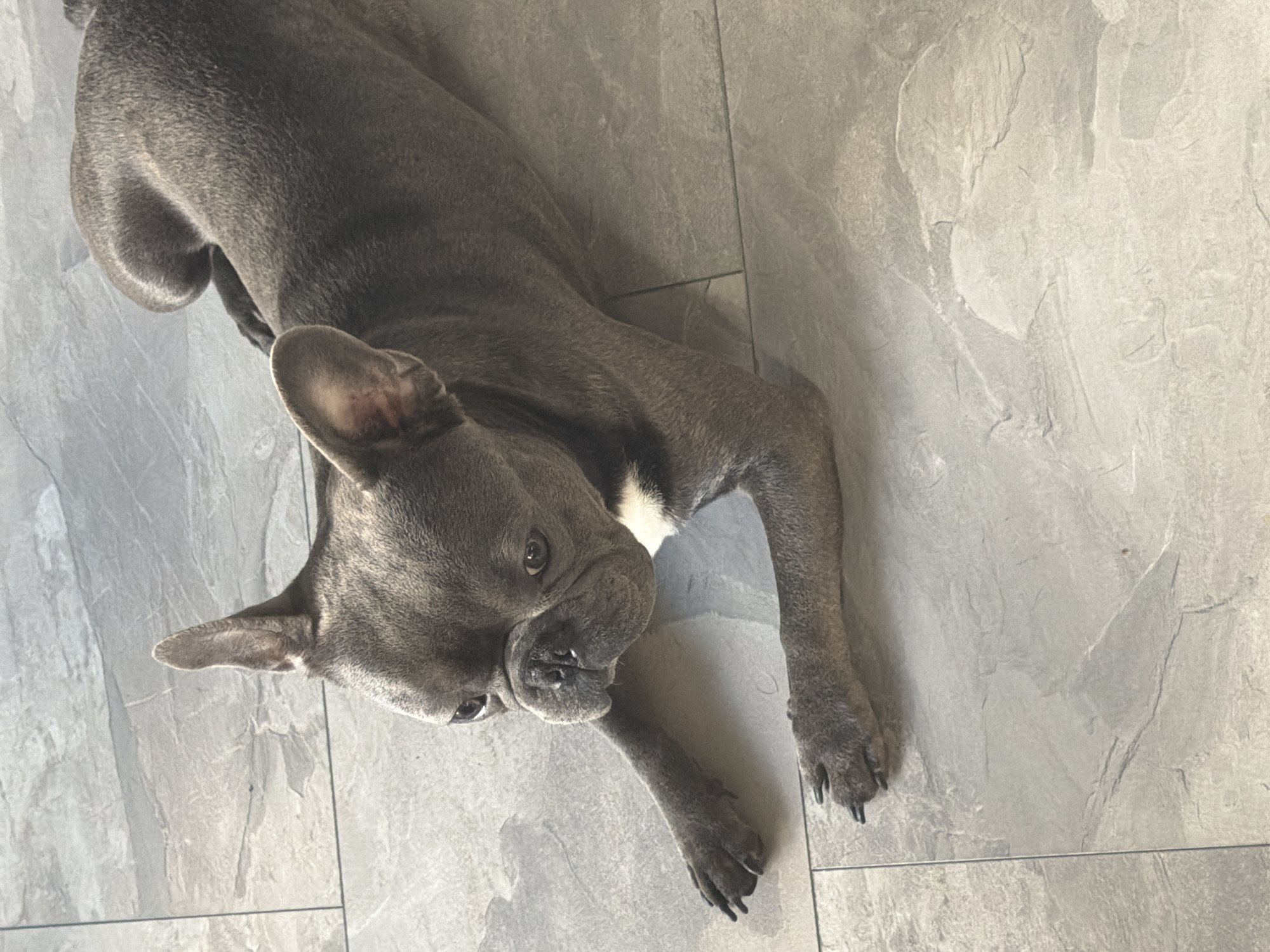 A French bulldog lies on a grey, tiled floor. The dog is a dark grey color with a small patch of white on its chest. It is looking to its left with its head tilted slightly. The floor tiles are rectangular and have a stone-like texture. Sunlight is casting a shadow on the floor to the right of the dog. The image is taken from a slightly elevated angle. There is no information in the image to indicate its location in Ruse, Bulgaria.