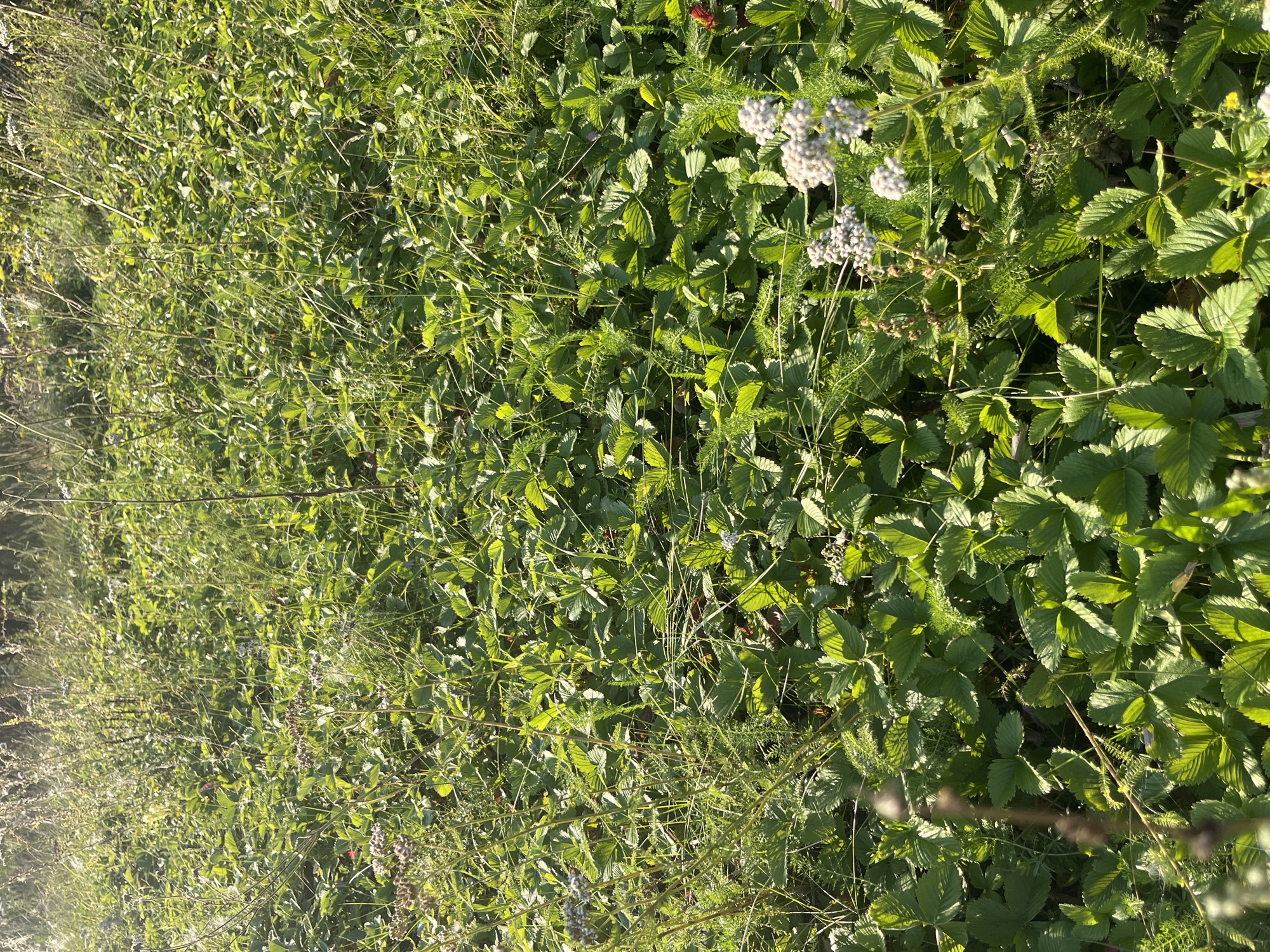 The image shows a close-up, high-angle view of a patch of wild strawberry plants and other green foliage under bright sunlight. The ground is covered with dense, green leaves of the strawberry plants, interspersed with taller, thin blades of grass and some dry stalks. In the foreground and mid-ground, there are clusters of small, light-colored flowers. A single small red object, possibly a strawberry, is visible in the upper right quadrant of the image. The scene appears to be an outdoor natural environment. The specific location in Srednie Pinyachi, Russia, is not visually identifiable from the image content itself.