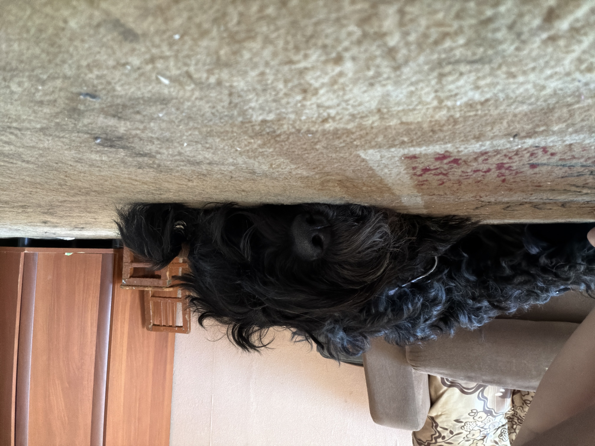 A black, shaggy dog is sleeping on a beige carpet with a red pattern in a room. The dog is lying on its side with its head resting on the floor. In the background, there is a brown sofa, a small wooden chair, and a wooden wardrobe. The lighting suggests it is daytime. The location is identified as Okha, Russia.