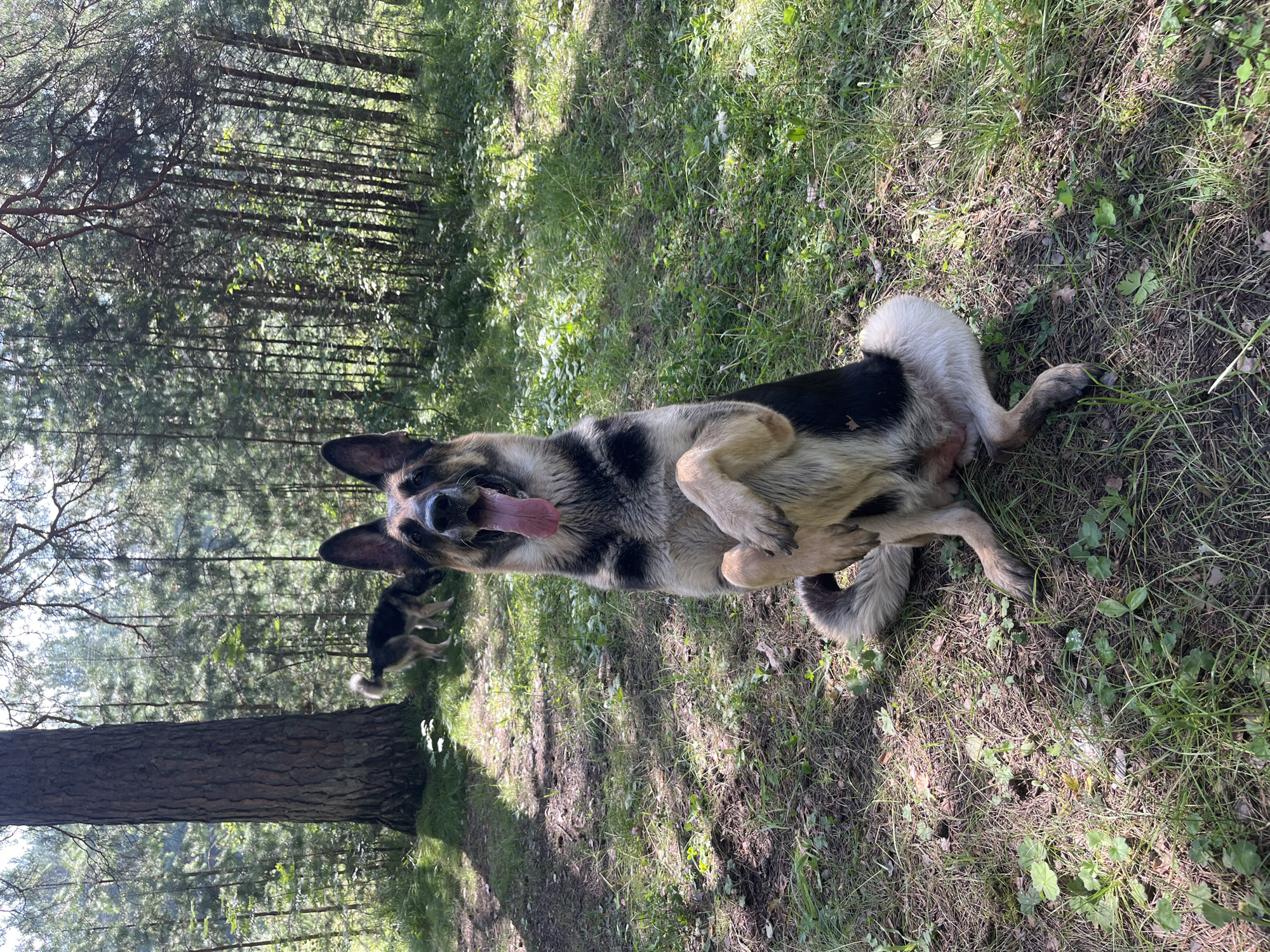 A German Shepherd dog is sitting upright in a forest clearing, with its front paws crossed. The dog's tongue is hanging out. In the background, another dog is standing and sniffing the ground. The scene is set in a dense forest with tall trees and green undergrowth. The ground is covered with grass, pine needles, and fallen leaves. The sun is shining, casting dappled shadows on the ground. The image is taken from a slightly low angle, looking up at the dog. The overall impression is one of a natural, outdoor setting with two dogs enjoying themselves.